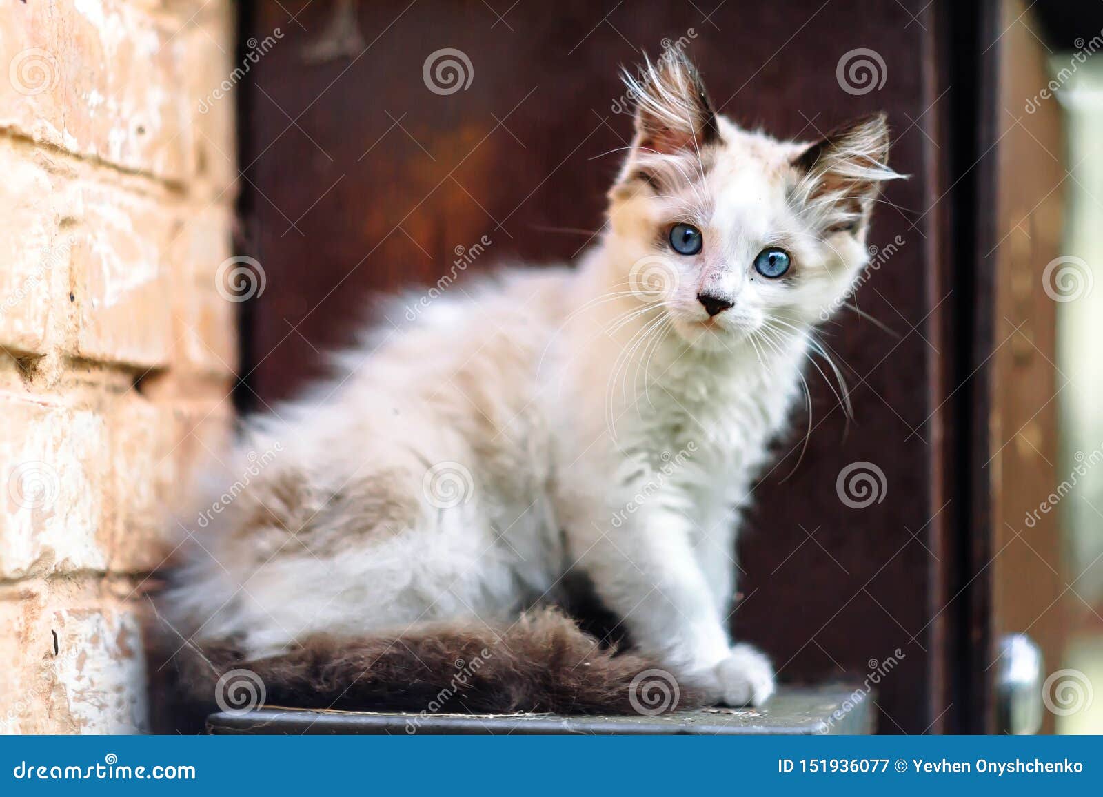 Petit Chaton Blanc Encrassé Sans Abri Un Beau Chat Avec Des