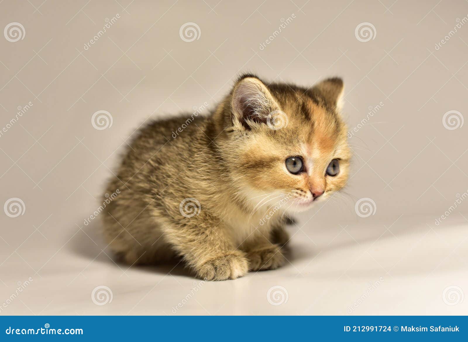 Petit Chaton De La Race Britannique Chinchilla Petit Chat De Bebe Sur Le Fond Blanc Babycat La Famille Et Les Chats Domestiques Photo Stock Image Du Animal Drole Petit Chaton De La Race Britannique Chinchilla Petit Chat De Bebe Sur Le Fond Blanc Babycat La Famille Et Les Chats Domestiques Photo Stock Image Du Animal Drole