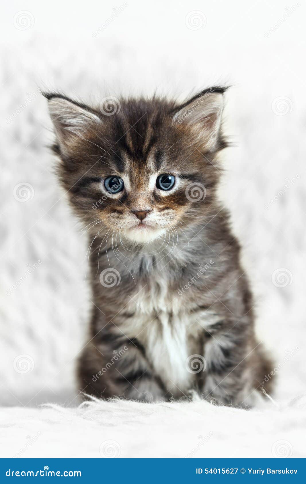 Petit Chaton Gris De Ragondin Du Maine Sur La Fourrure Blanche De Fond Image Stock Image Du Maine Rouge Petit Chaton Gris De Ragondin Du Maine Sur La Fourrure Blanche De Fond Image Stock Image Du Maine Rouge