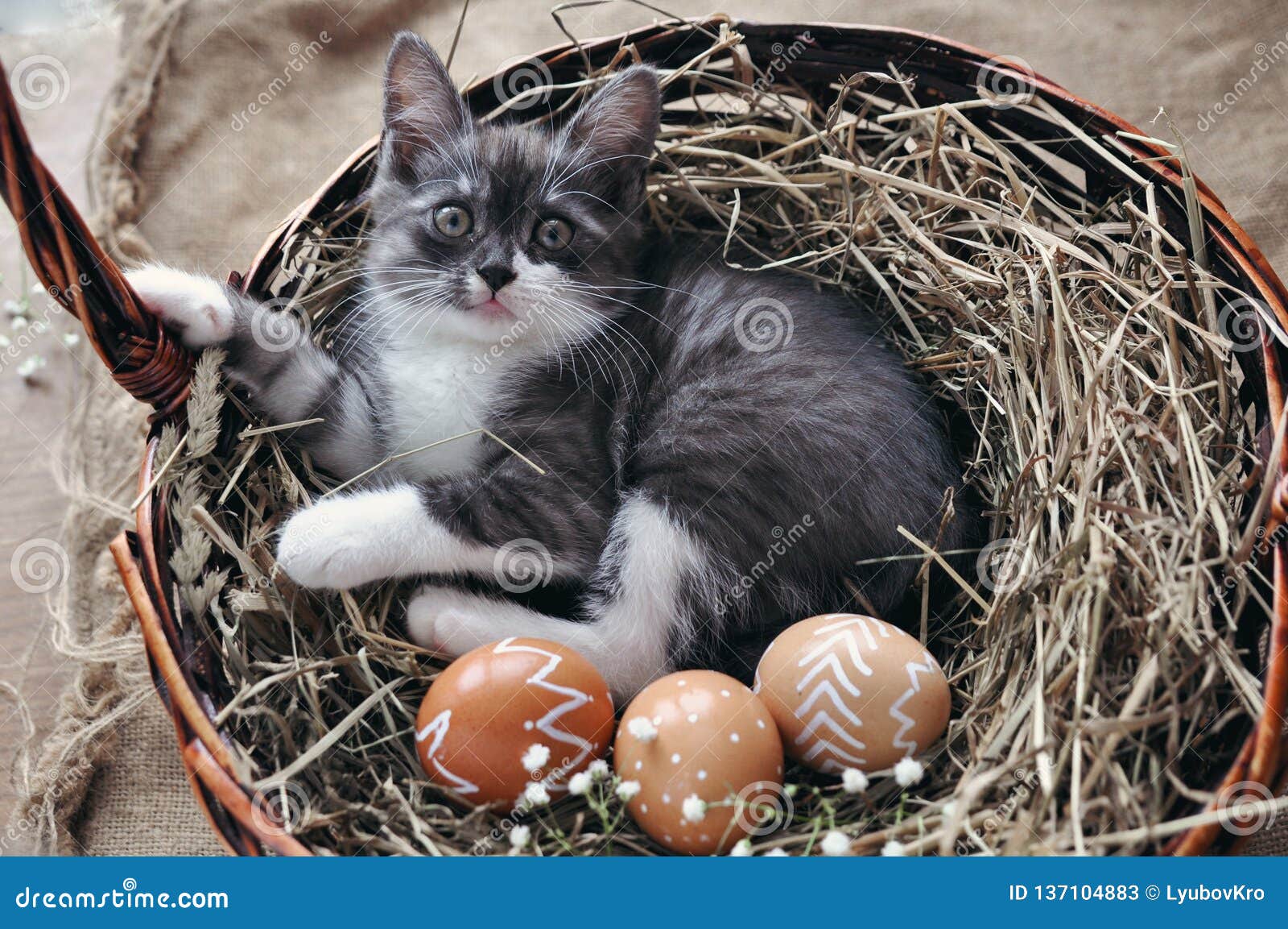 Petit Chaton Gris Mignon Dans Un Panier En Osier Et Oeufs De Pâques