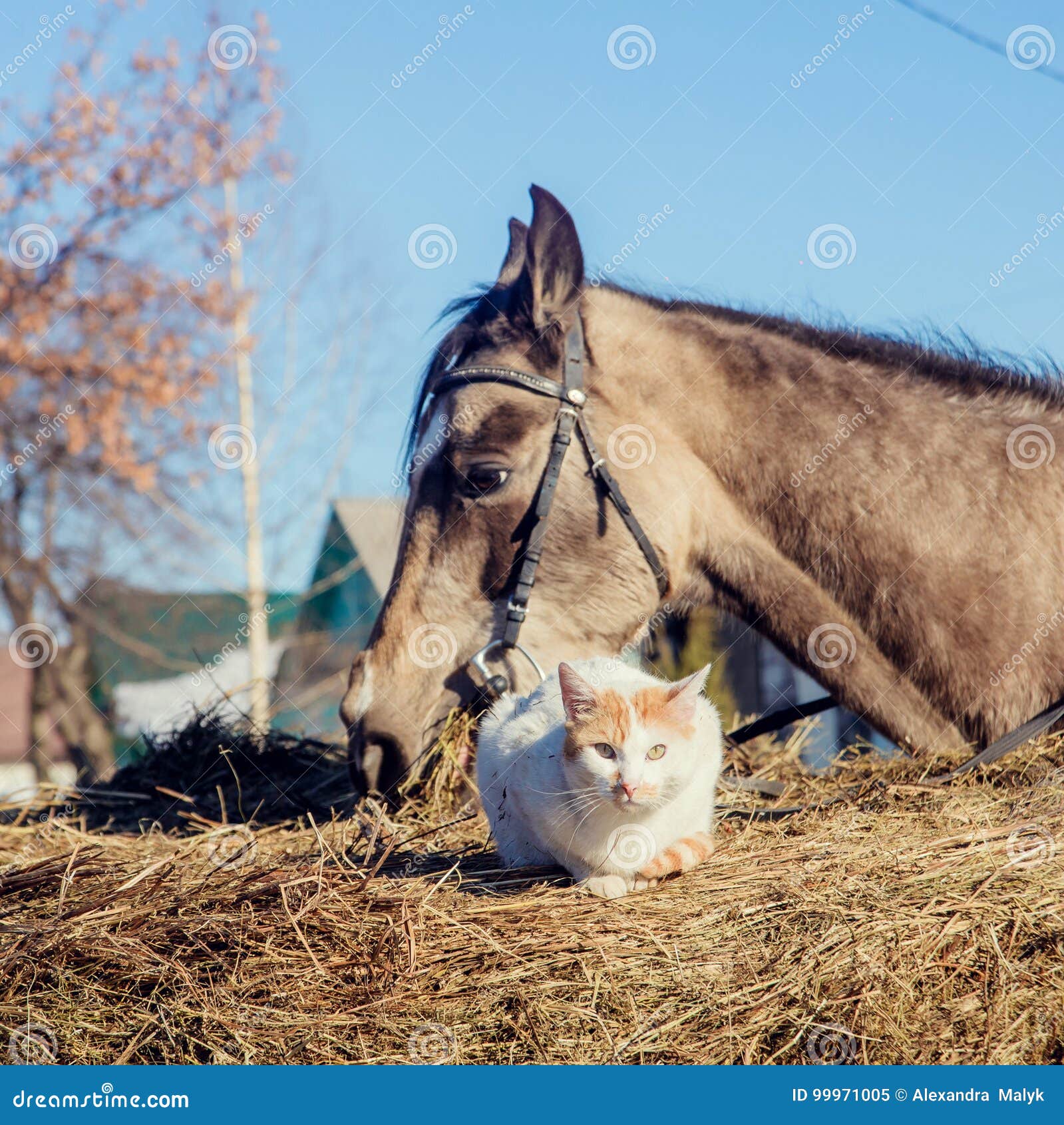 Petit Chaton Rouge Avec Le Poney De Shetland Blanc Image Stock Image Du Amical Humeur Petit Chaton Rouge Avec Le Poney De Shetland Blanc Image Stock Image Du Amical Humeur