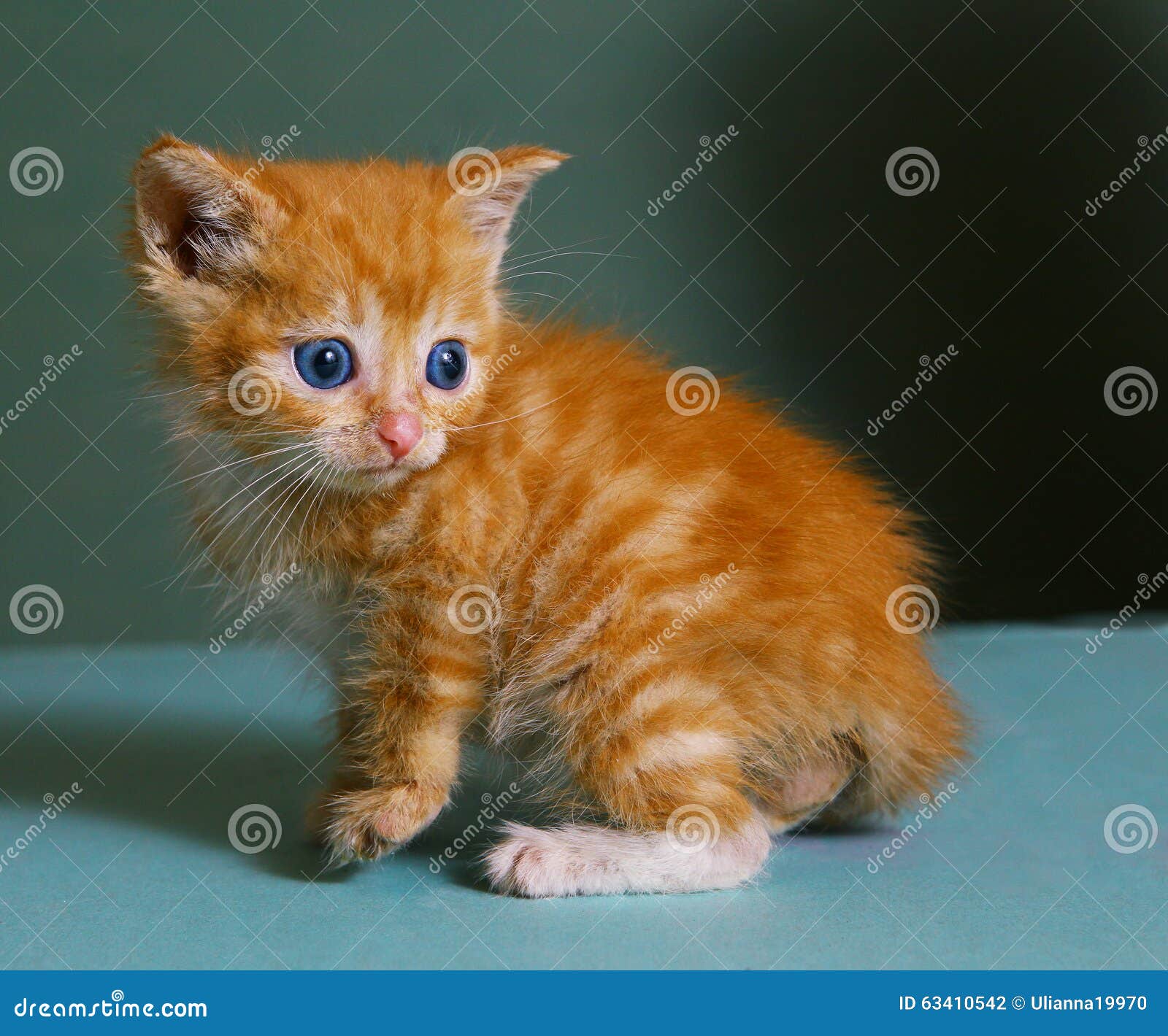 Chaton Roux Yeux Bleus Get Images