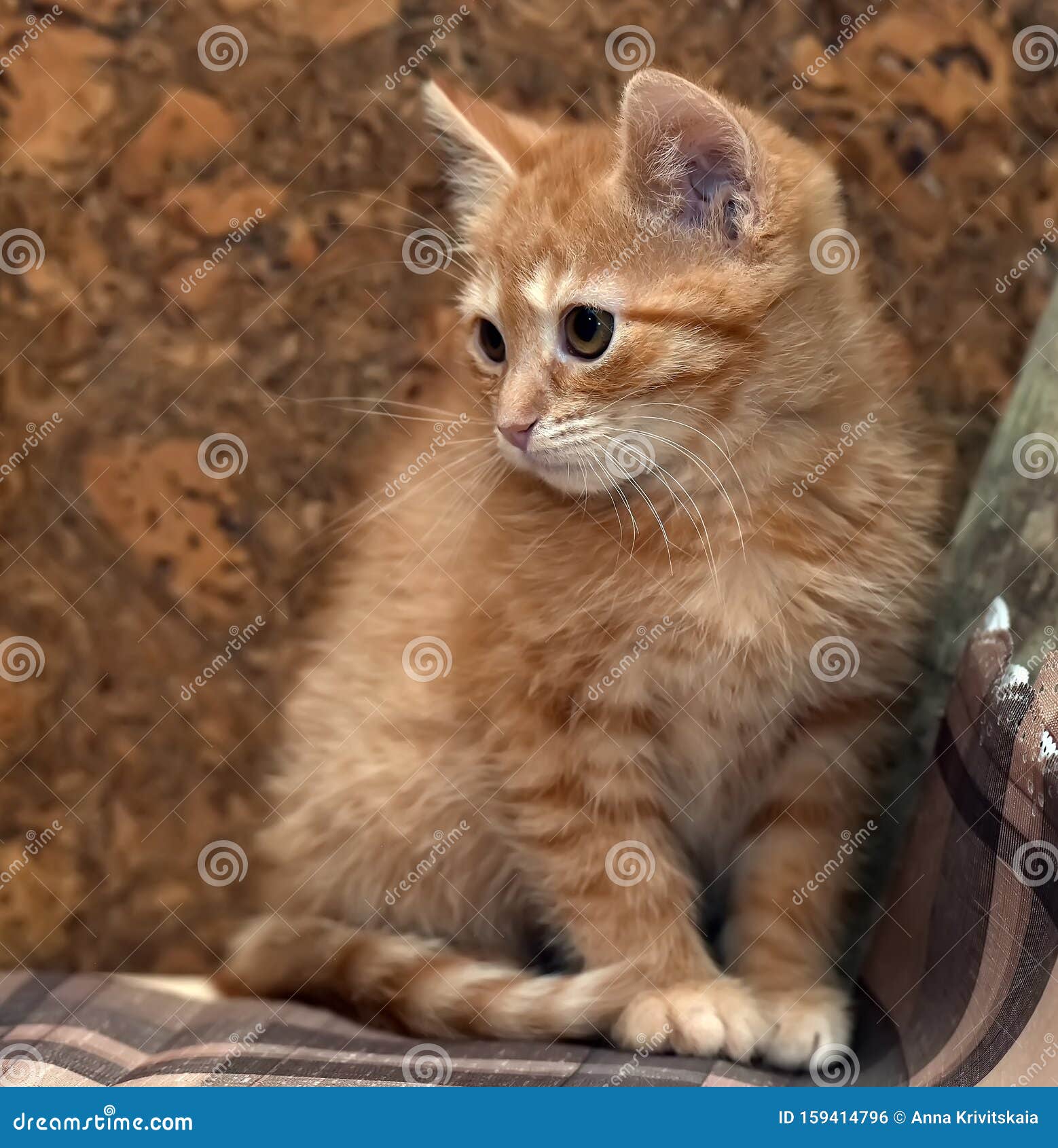 Petit Chaton Roux Et Triste Photo Stock Image Du Assez Isolement Petit Chaton Roux Et Triste Photo Stock Image Du Assez Isolement