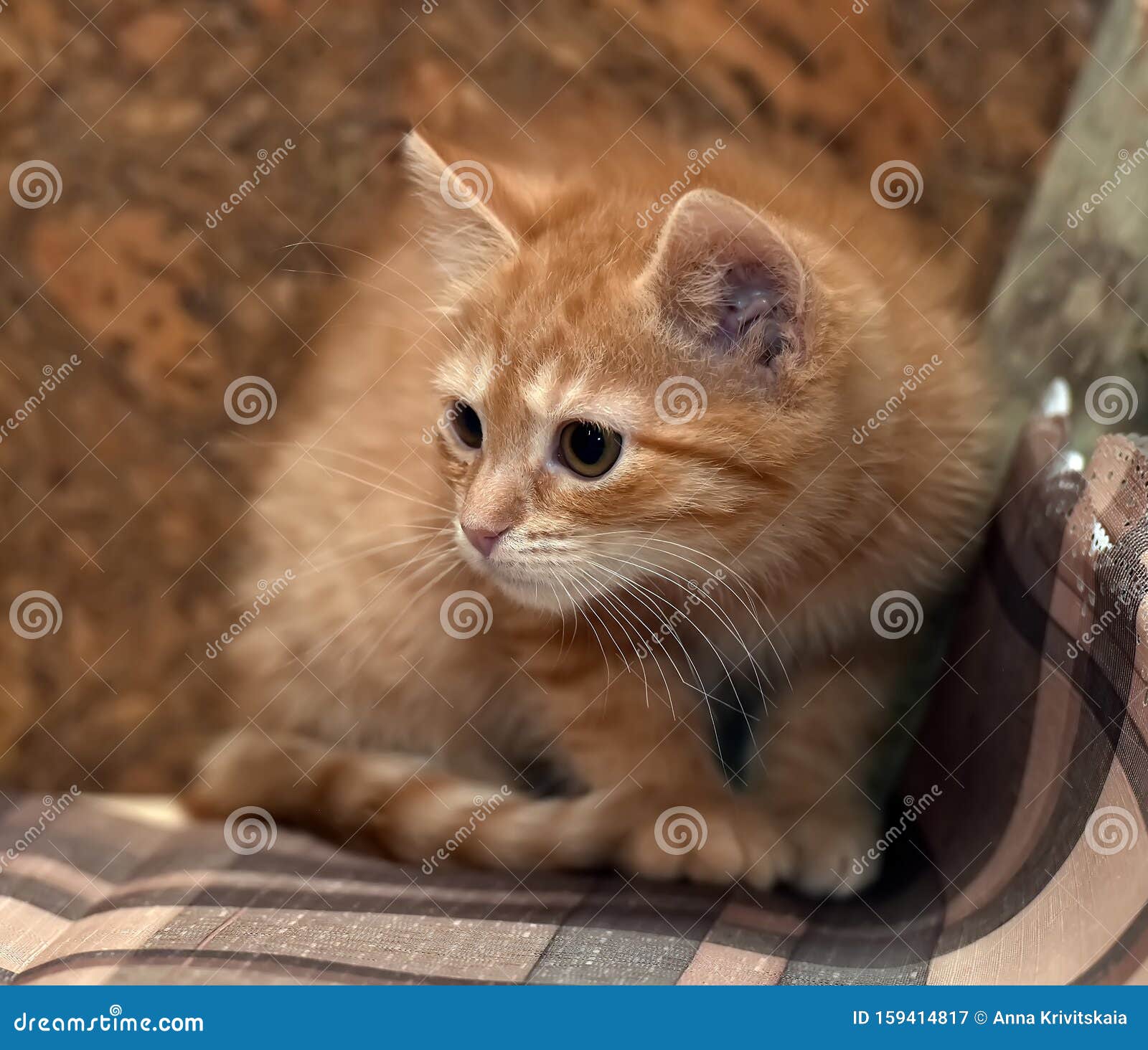 Petit Chaton Roux Et Triste Image Stock Image Du Expression Maintien Petit Chaton Roux Et Triste Image Stock Image Du Expression Maintien