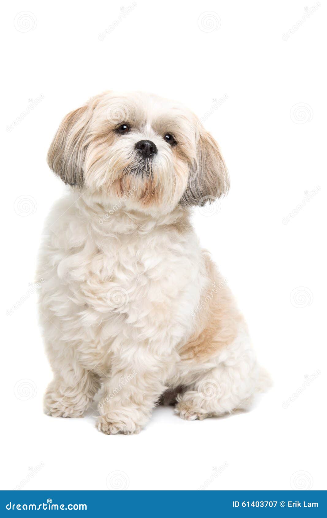 Petit Chien Blanc Pelucheux Image stock - Image du fond, m?�lang?�: 61403707