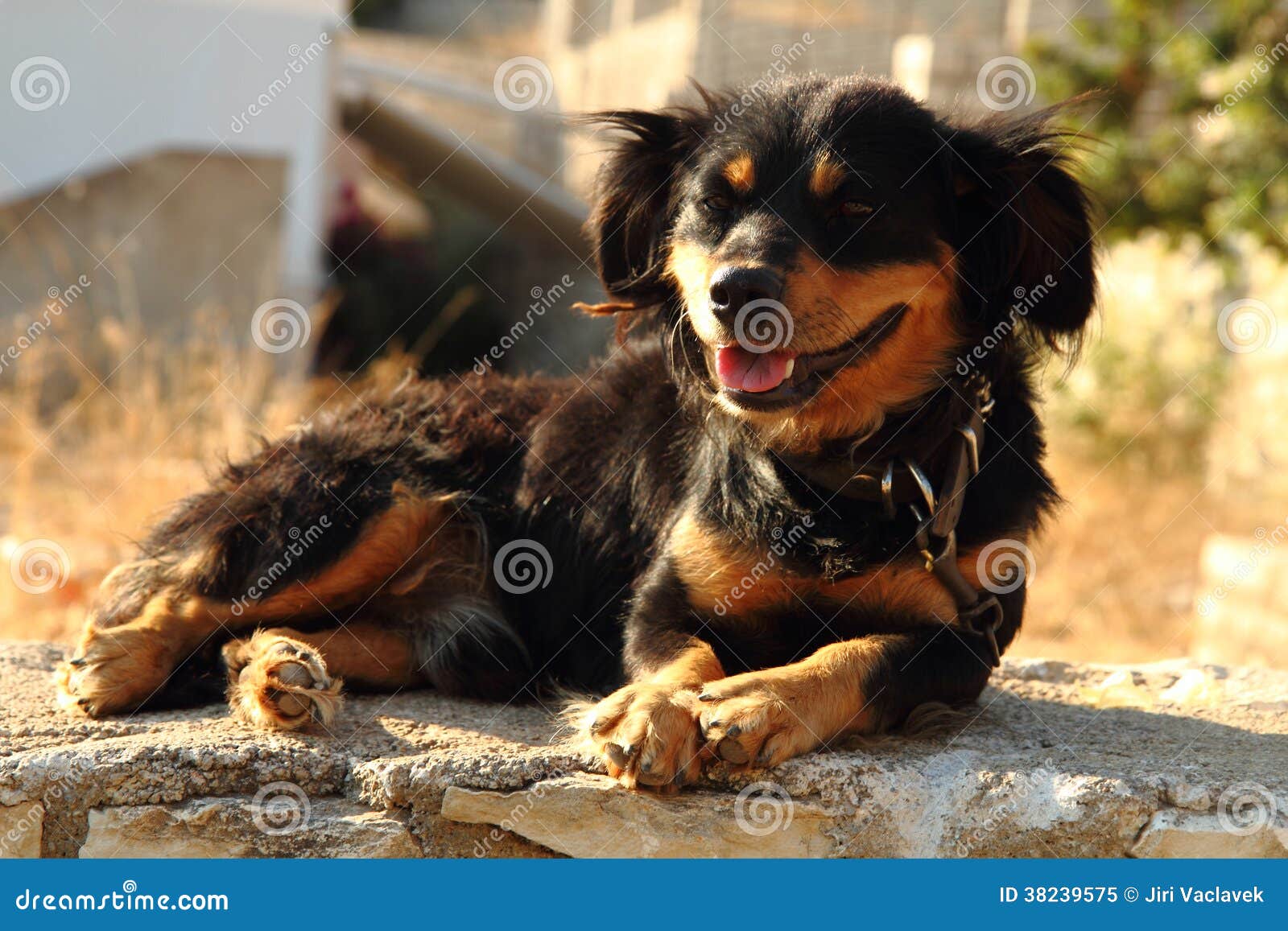 Petit Chien Brun Et Noir Image Stock Image Du Mensonge