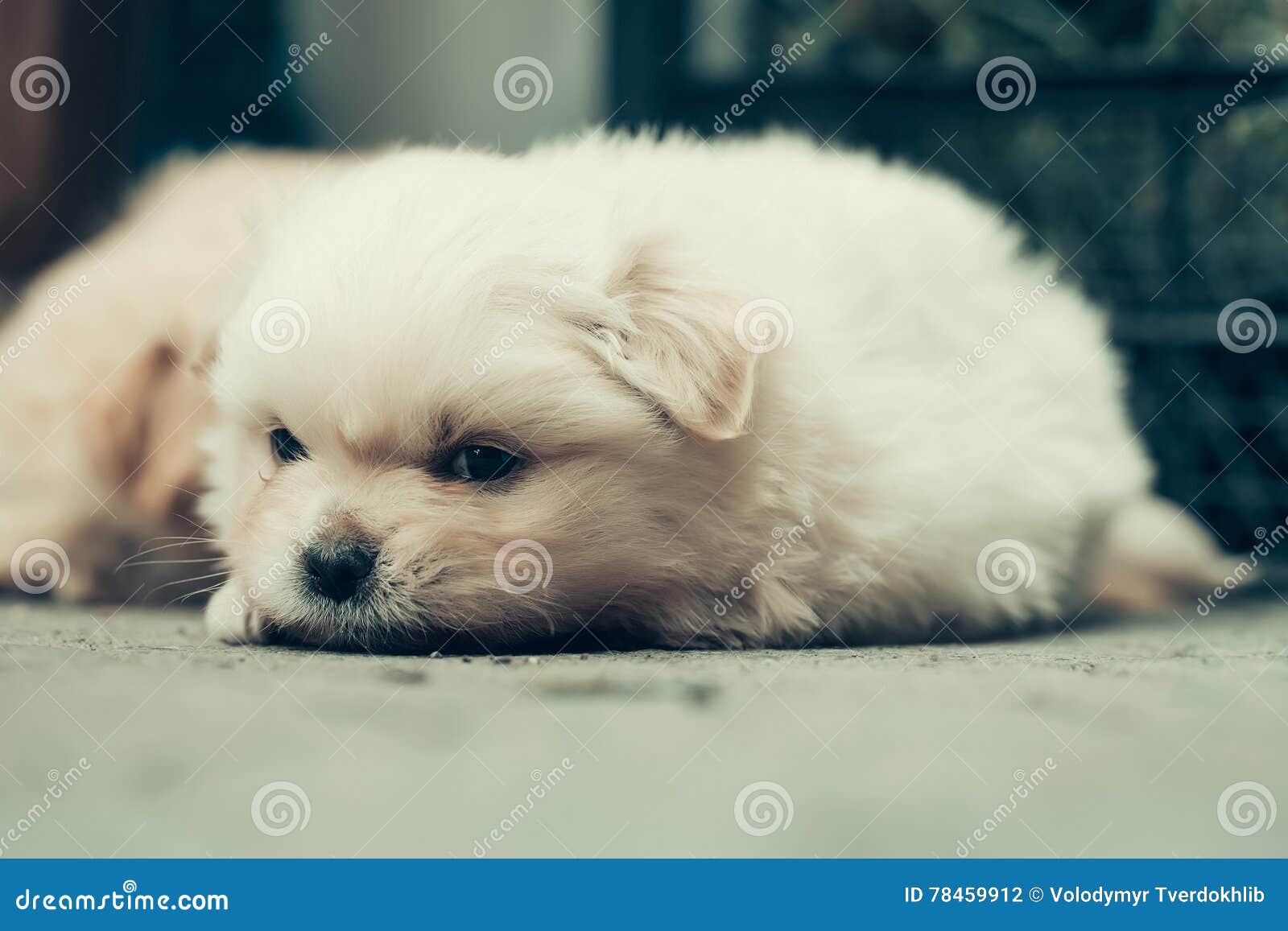 Petit Chien De Peluche De Chiot Photo Stock Image Du Doux