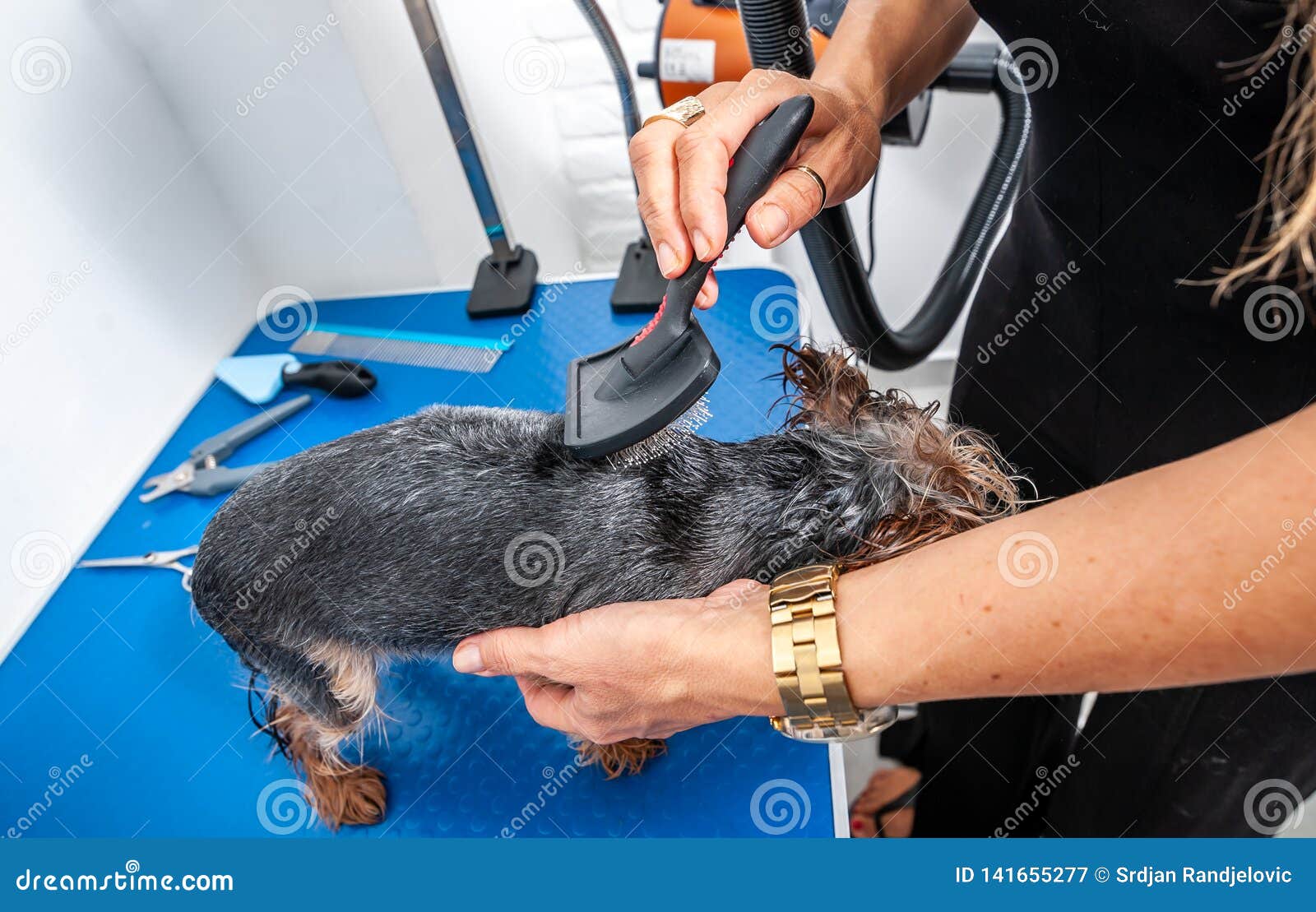 Petit Chien De Race Mignon Et Beau Humide De Yorkshire