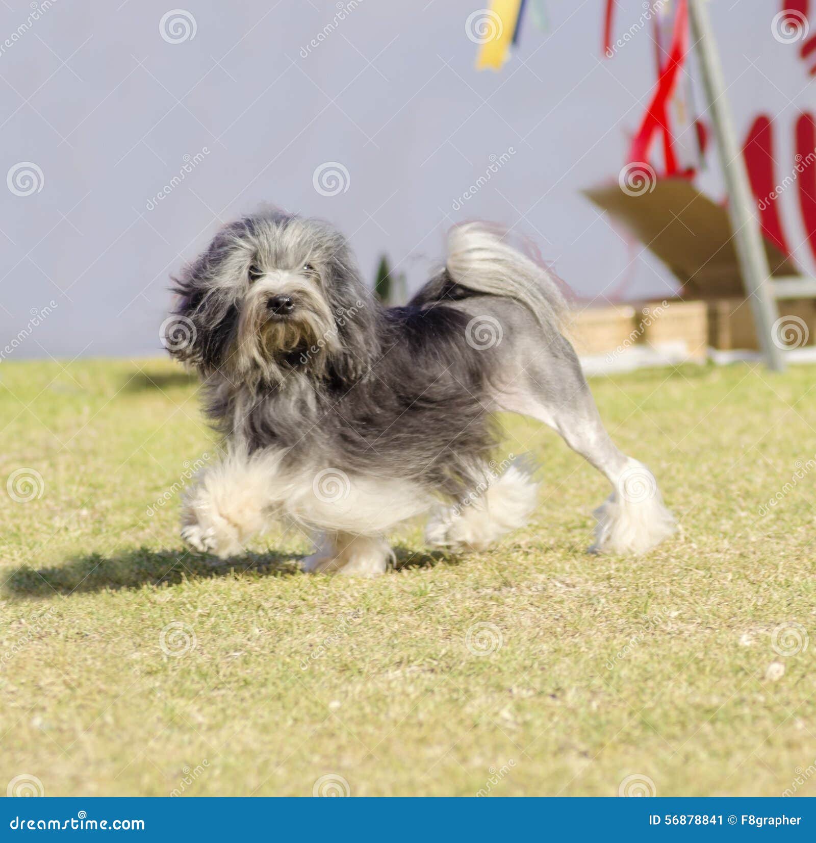 Petit Chien Lion Stock Image Image Of Grass France 56878841