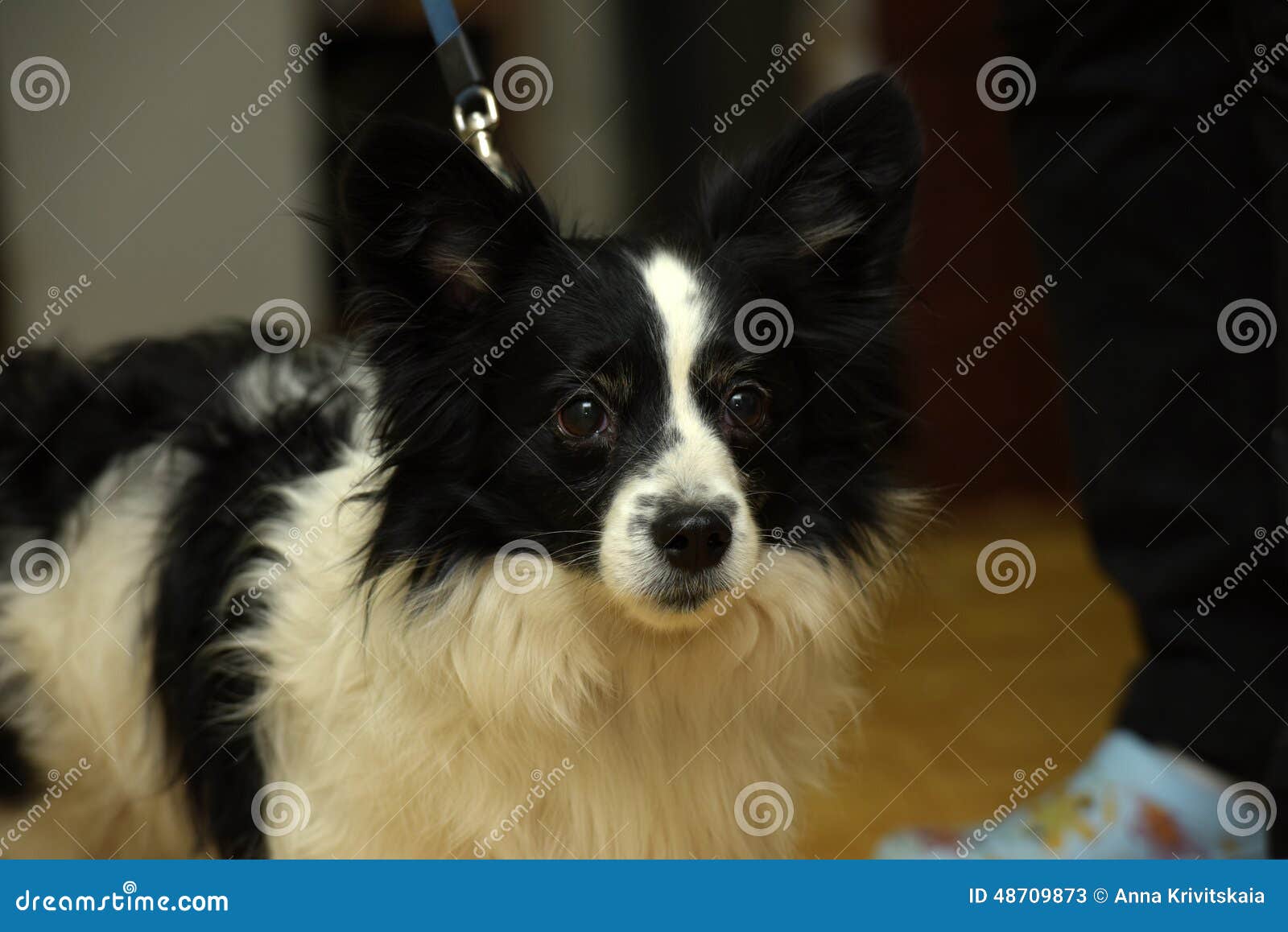 Petit chien noir et blanc image stock. Image du rester - 48709873