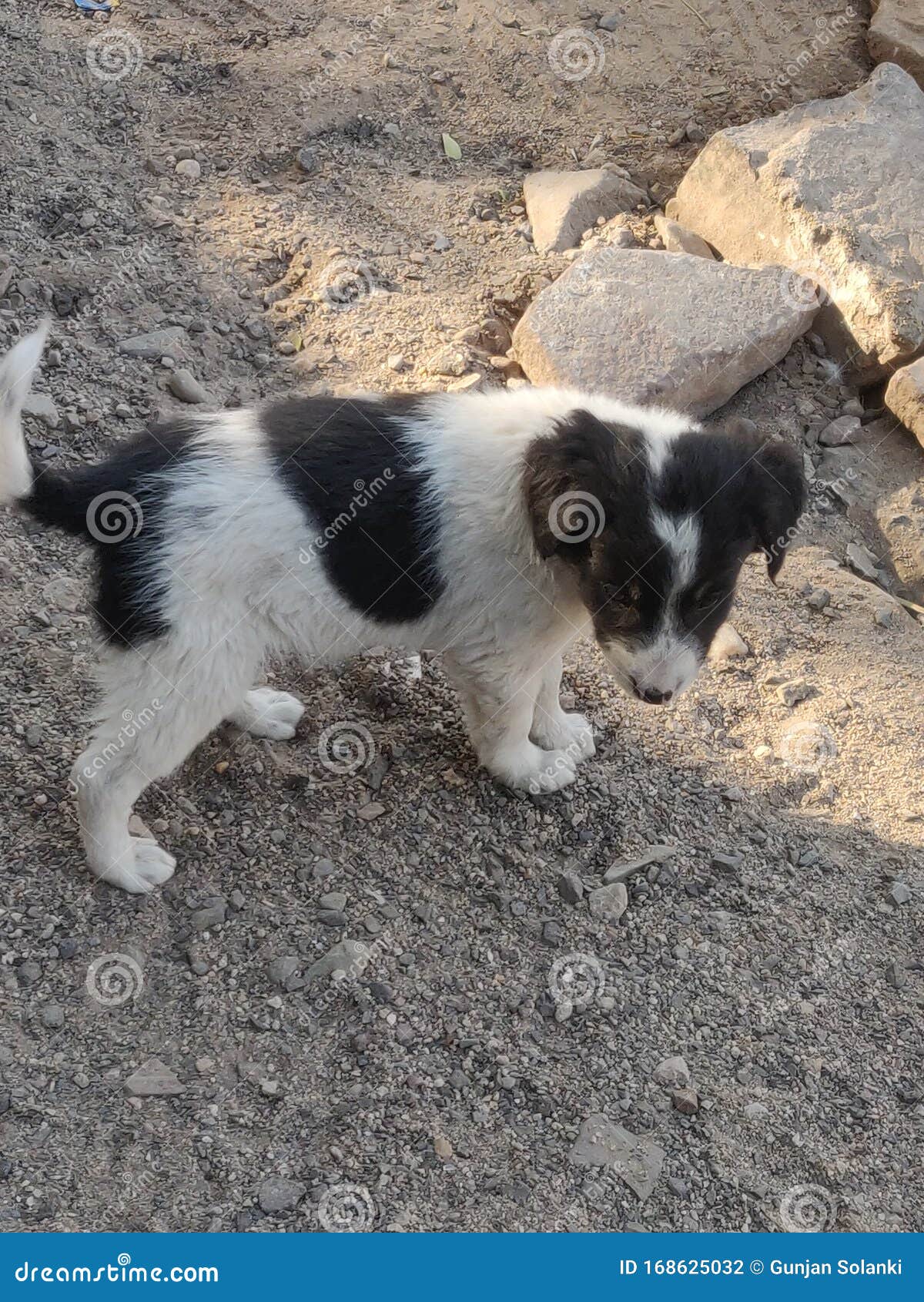 Petit Chien Noir Et Blanc Chiot Mignon De Fourrure Photo stock - Image