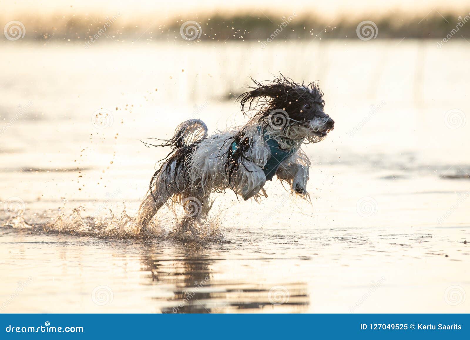 Petit Chien Noir Et Blanc Fonctionnant Autour En Eaux Peu Profondes