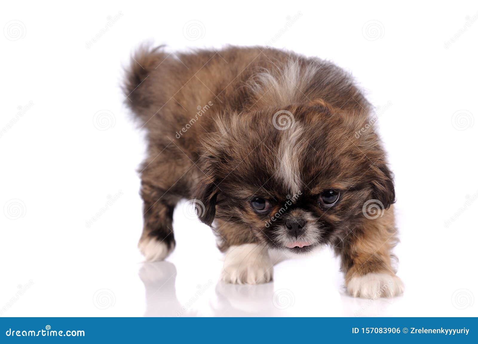 Petit Chien Pekingese Isole Sur Fond Blanc Photo Stock Image Du Domestique Nature Petit Chien Pekingese Isole Sur Fond Blanc Photo Stock Image Du Domestique Nature