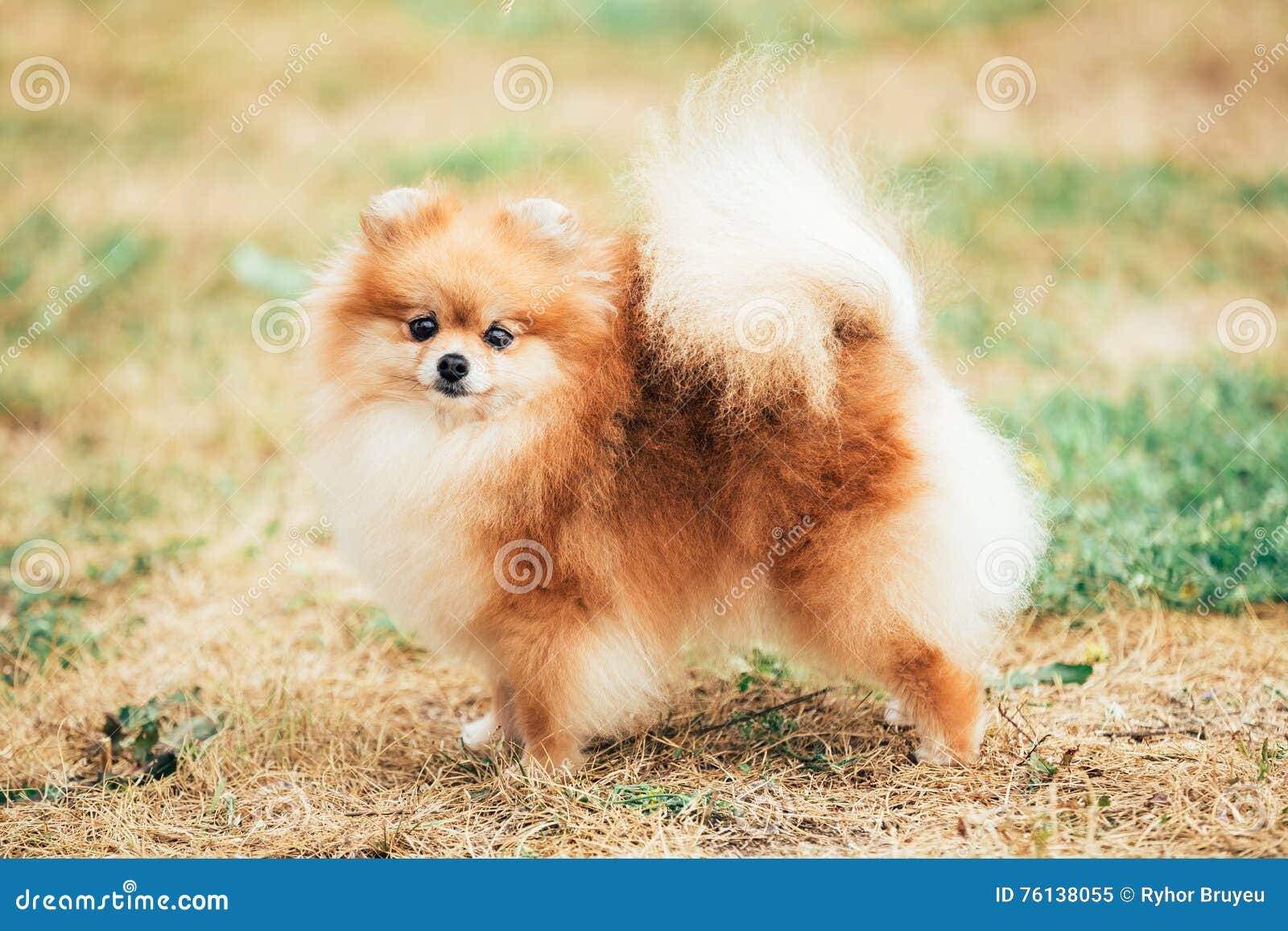 Petit Chien Rouge Drole De Spitz De Pomeranian Image Stock Image Du Loulou Purebred