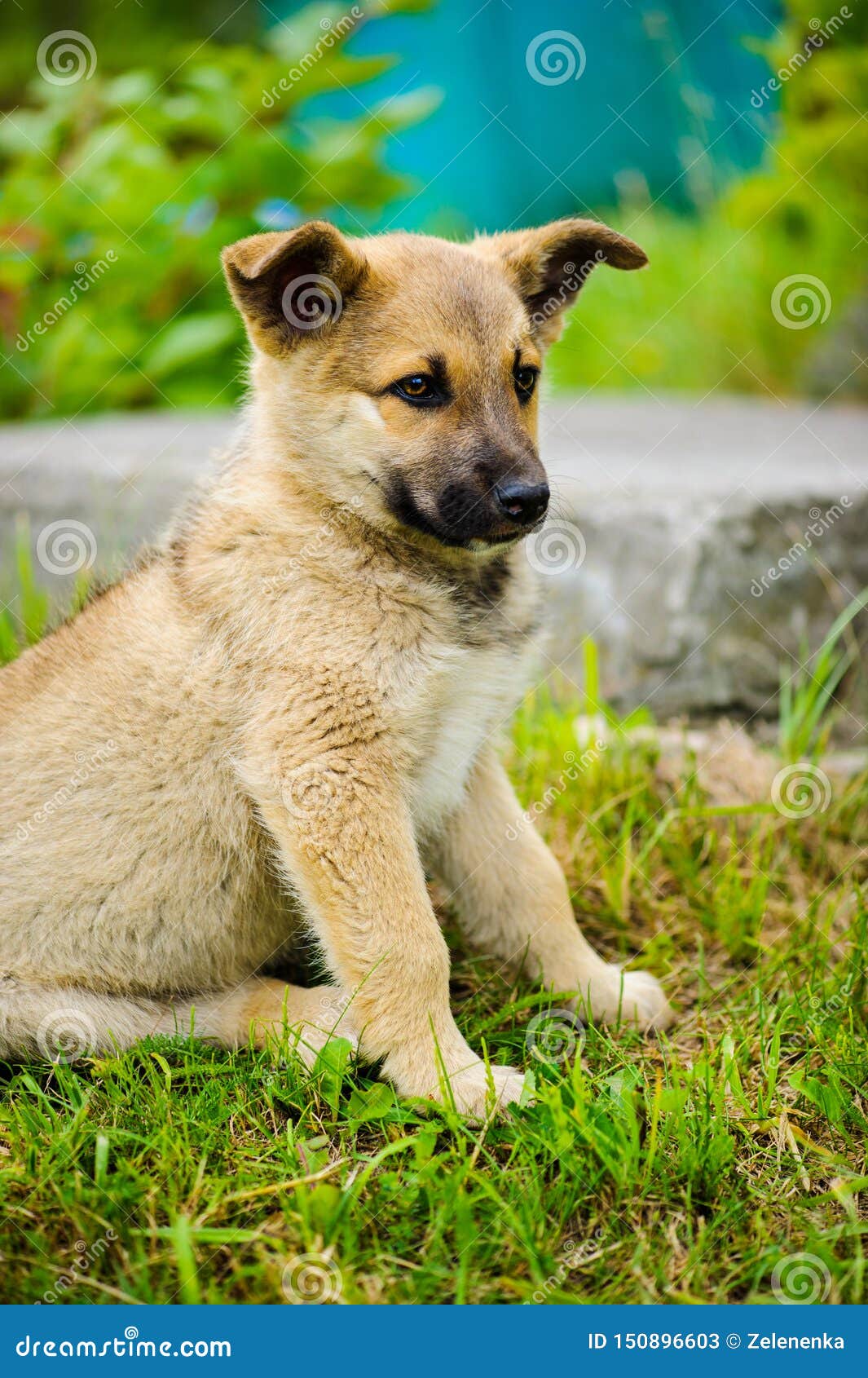 Petit Chiot Mignon Image Stock Image Du Race Nature