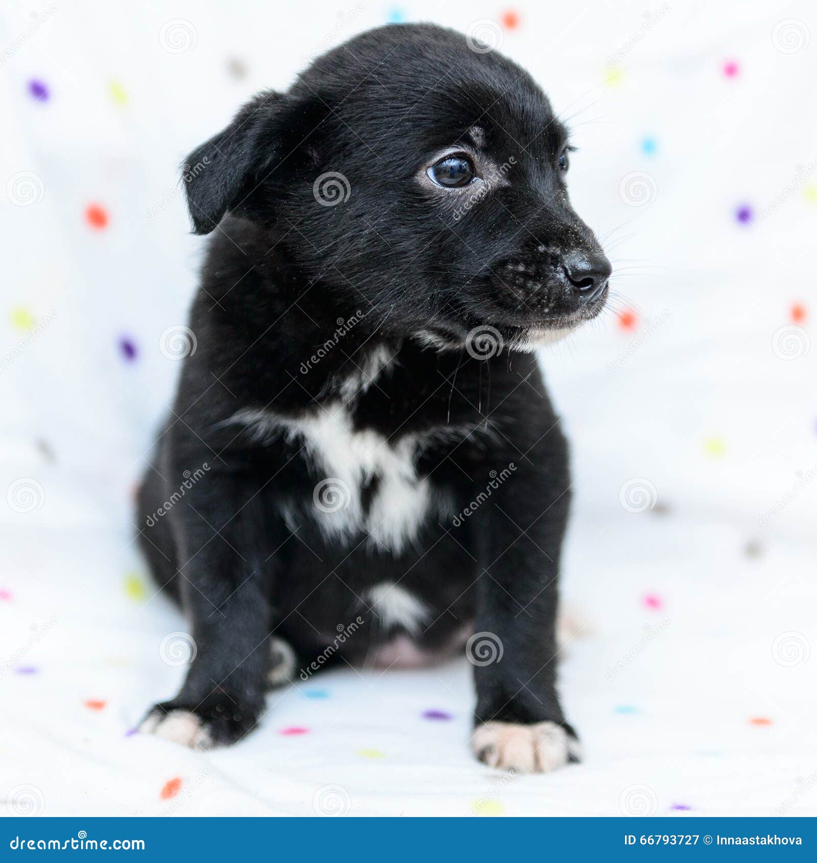 Petit Chiot Noir Image Stock Image Du Expressif Yeux