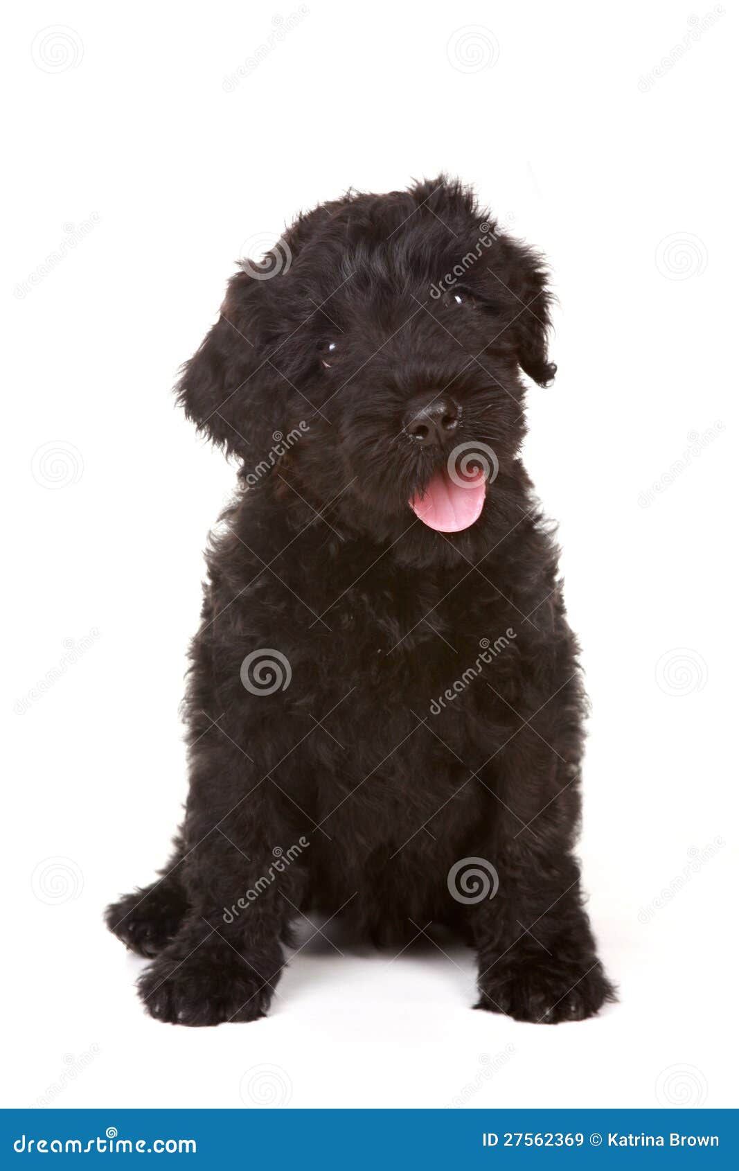 Petit Chiot Russe Noir De Chien Terrier Sur Backgr Blanc