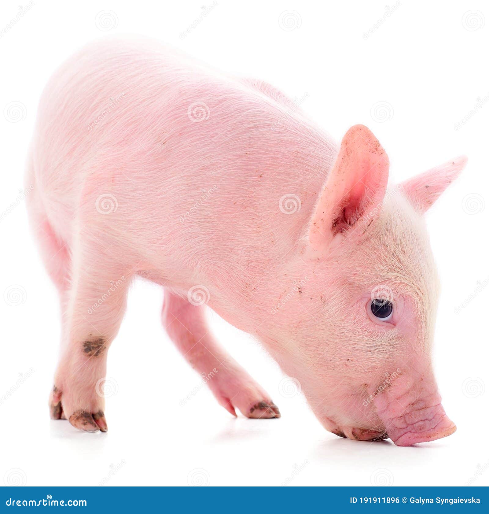 Le petit cochon rose