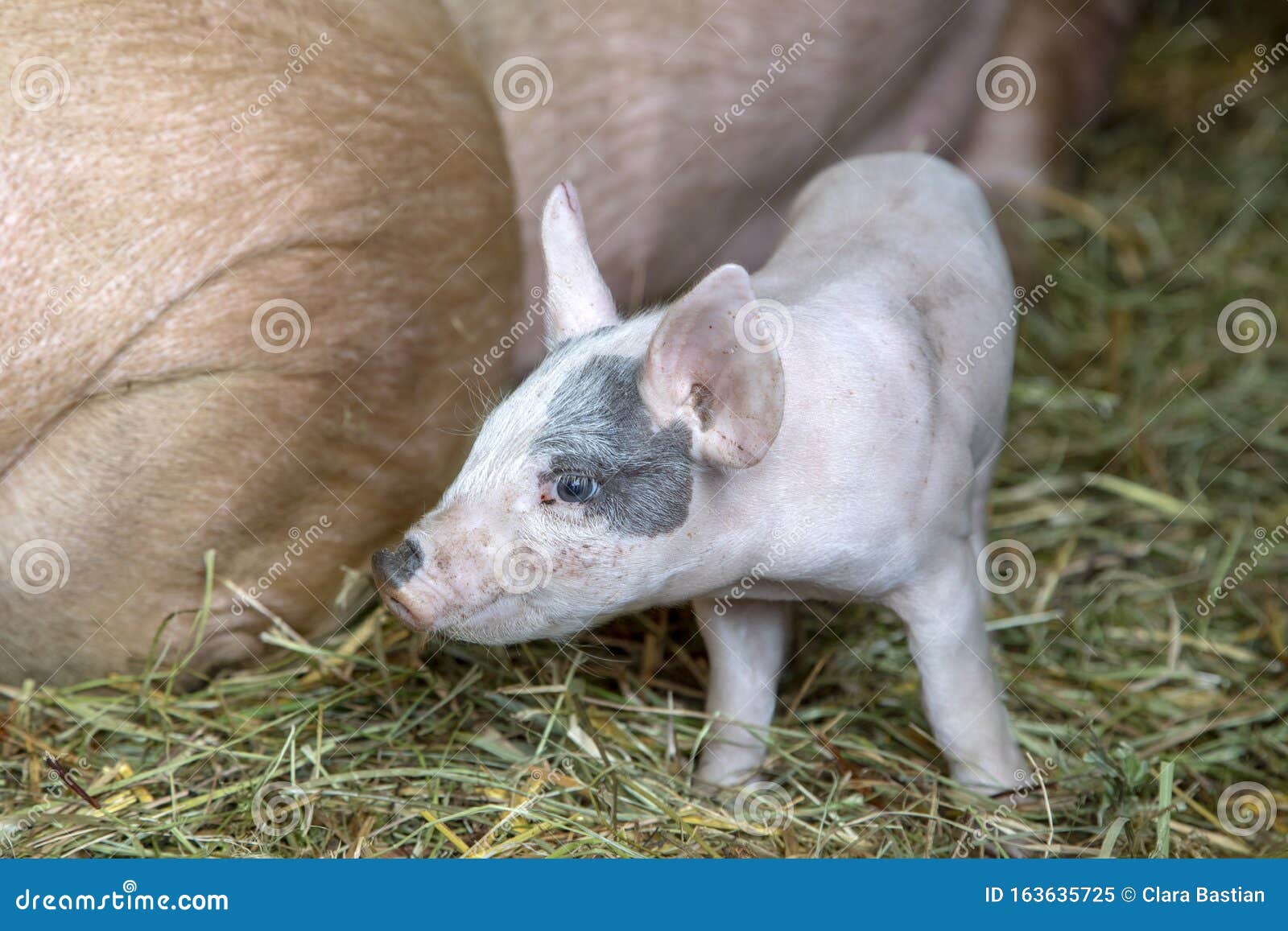 Petit Cochon Rose Nouveau Ne Mignon Avec Un Oeil Noir Dans Une Etable Sur La Paille Image Stock Image Du Grange Campagne