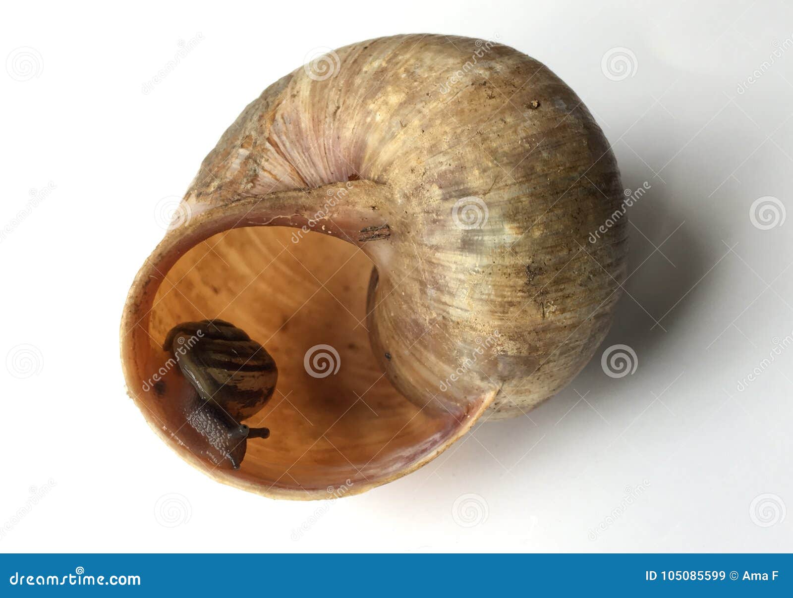 Petit Escargot Solitaire Et Grande Coquille Vide Image Stock Image Du Age Gris
