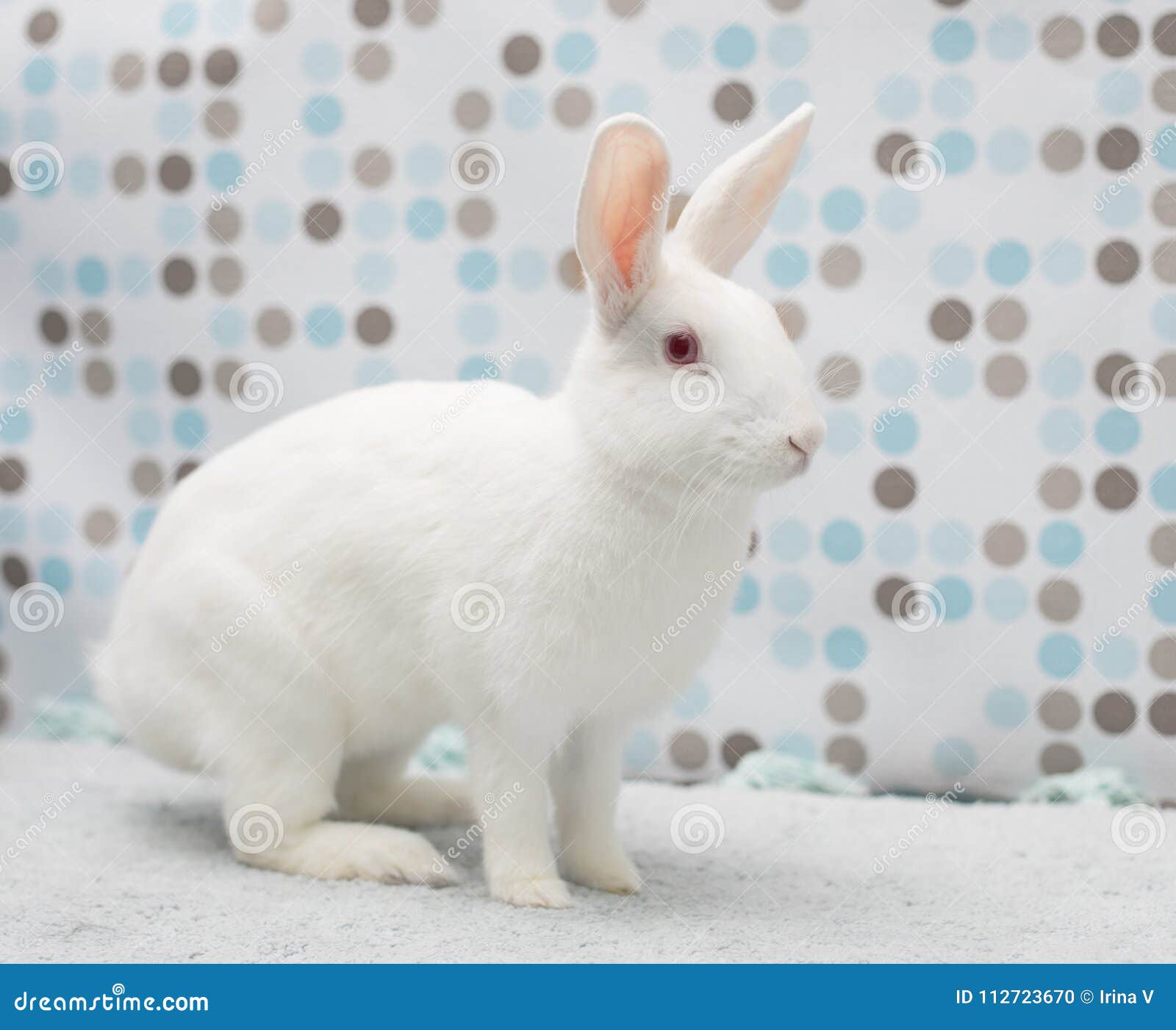 Petit Lapin Blanc Mignon De Bebe De Paques A La Maison Dans Une Couverture Pelucheuse Photo Stock Image Du Yeux Aimable Petit Lapin Blanc Mignon De Bebe De Paques A La Maison Dans Une Couverture Pelucheuse Photo Stock Image Du Yeux Aimable