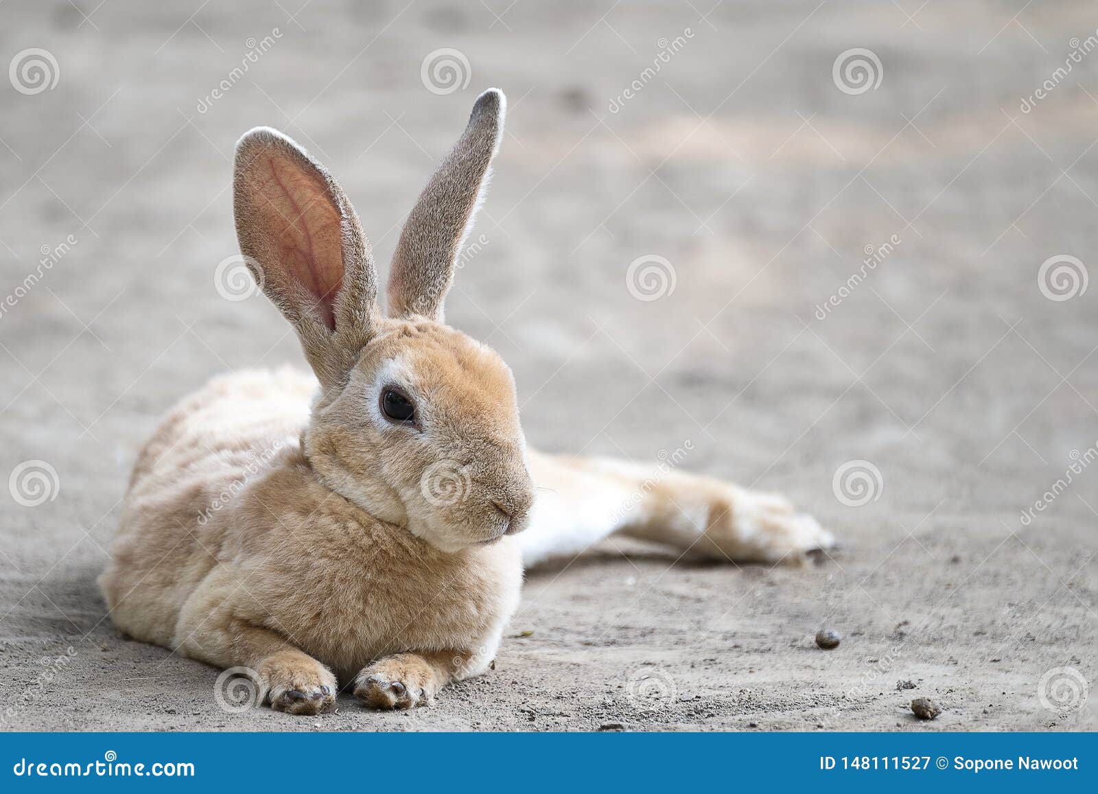 Petit Lapin Mignon Image Stock Image Du Lapin Mignon Petit Lapin Mignon Image Stock Image Du Lapin Mignon