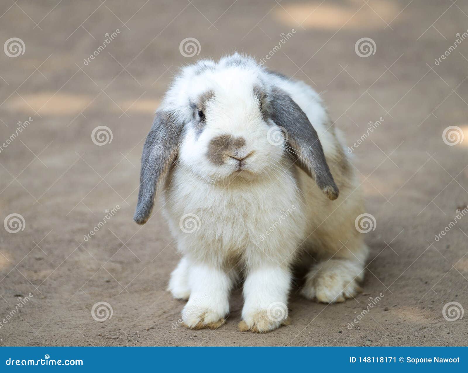 Petit Lapin Mignon Image Stock Image Du Petit Mignon Petit Lapin Mignon Image Stock Image Du Petit Mignon