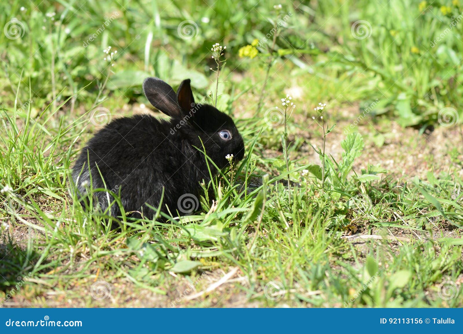 Petit Lapin Noir De Bebe Sur L Herbe Photo Stock Image Du Doux Sunlight Petit Lapin Noir De Bebe Sur L Herbe Photo Stock Image Du Doux Sunlight
