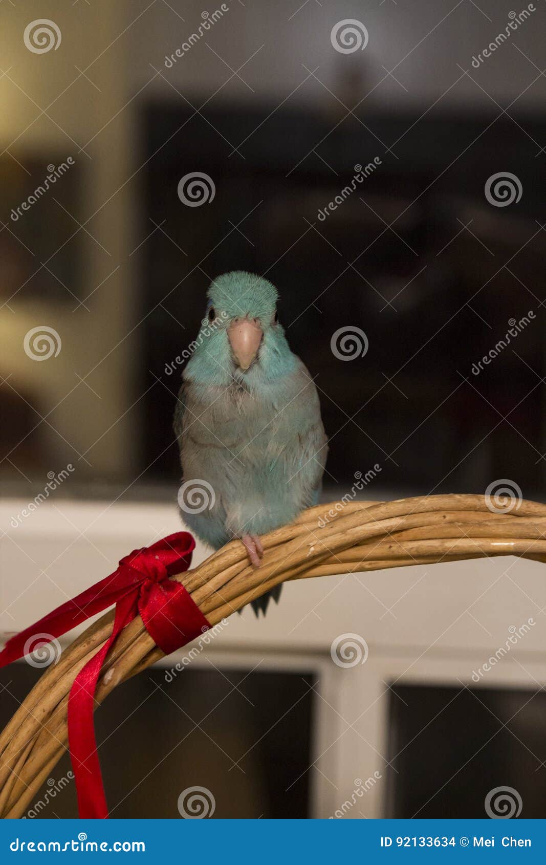 Petit Oiseau Bleu Photo Stock Image Du Animal Clavette
