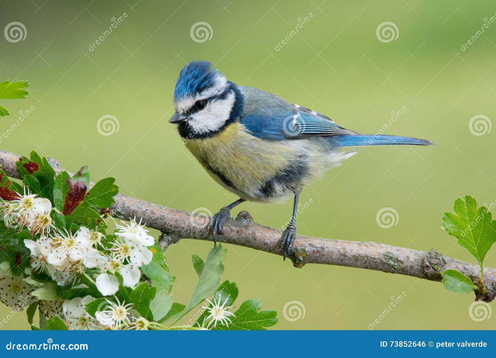 Petit Oiseau Bleu Dans La Faune Photo Stock Image Du Petit