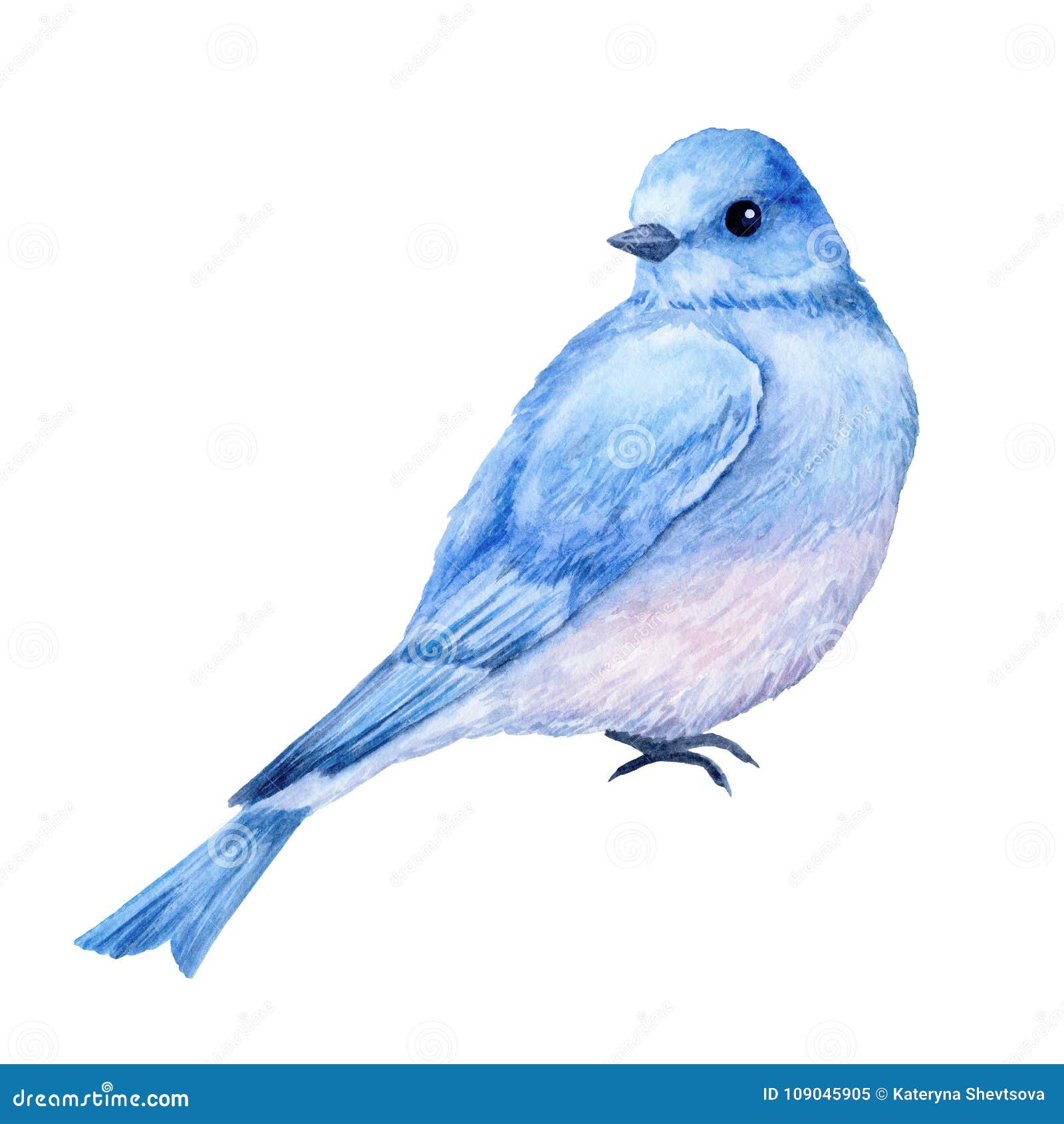 Petit Oiseau Bleu Mignon Illustration Daquarelle