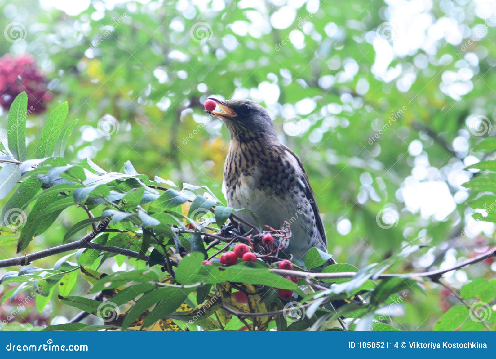 Petit Oiseau Brun Avec La Baie Rouge Photo Stock Image Du