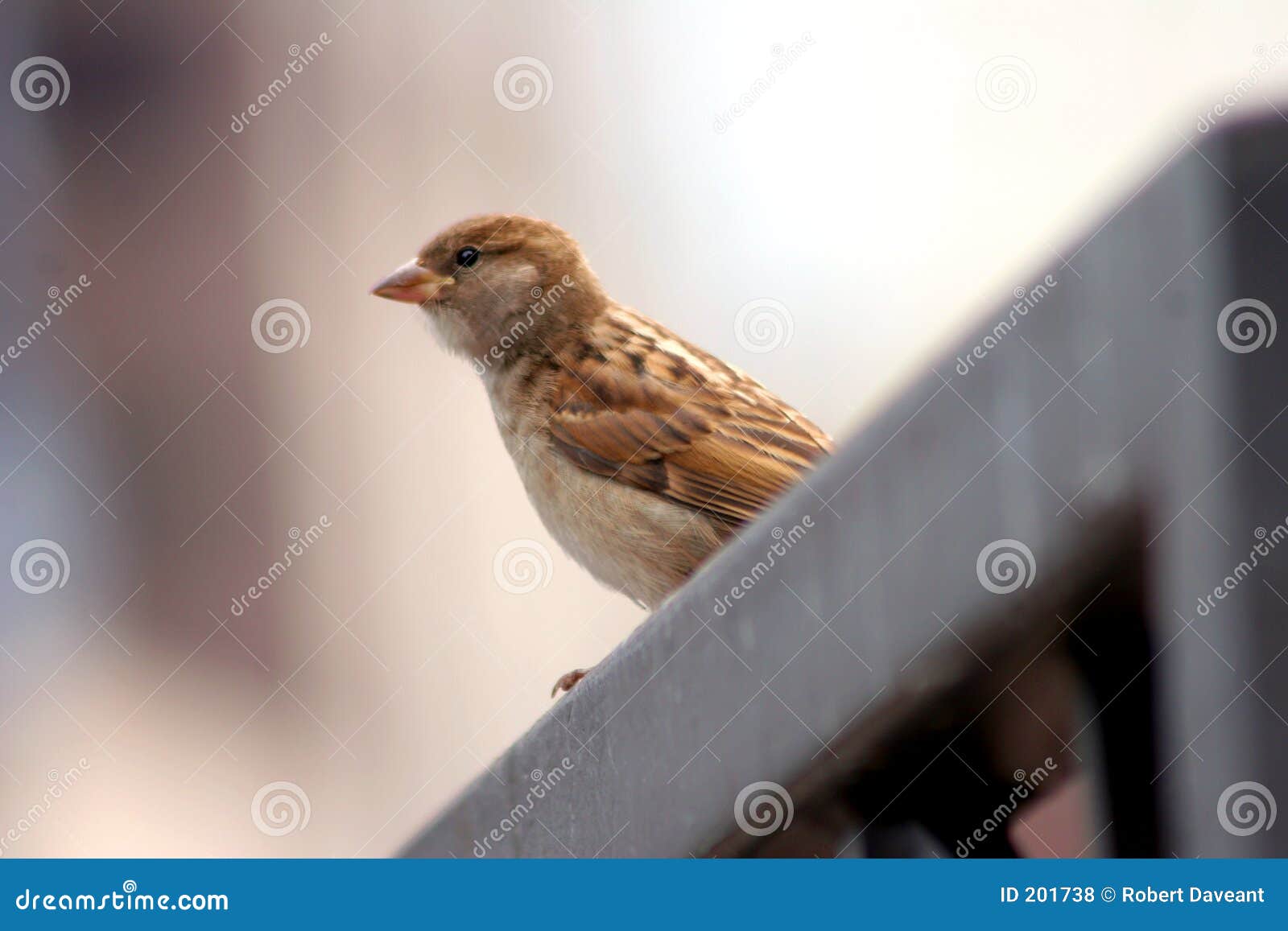 Petit Oiseau De Brown Dans Une Grande Ville Image Image 201738