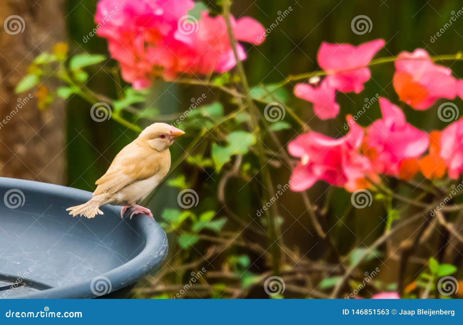 Petit Oiseau Jaune Tropical Avec Un Sein Blanc Et Un Oeil