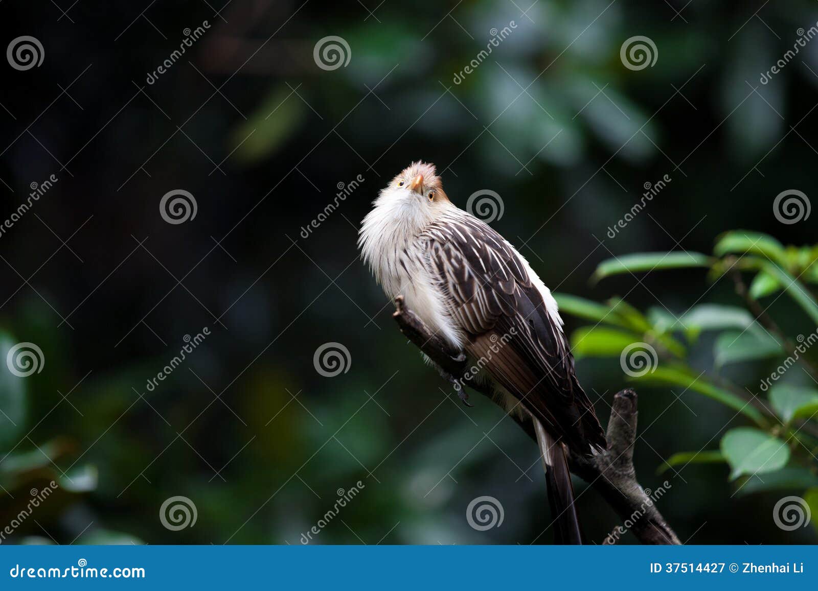 Petit Oiseau Principal Jaune Avec Le Bec Dor Image Stock