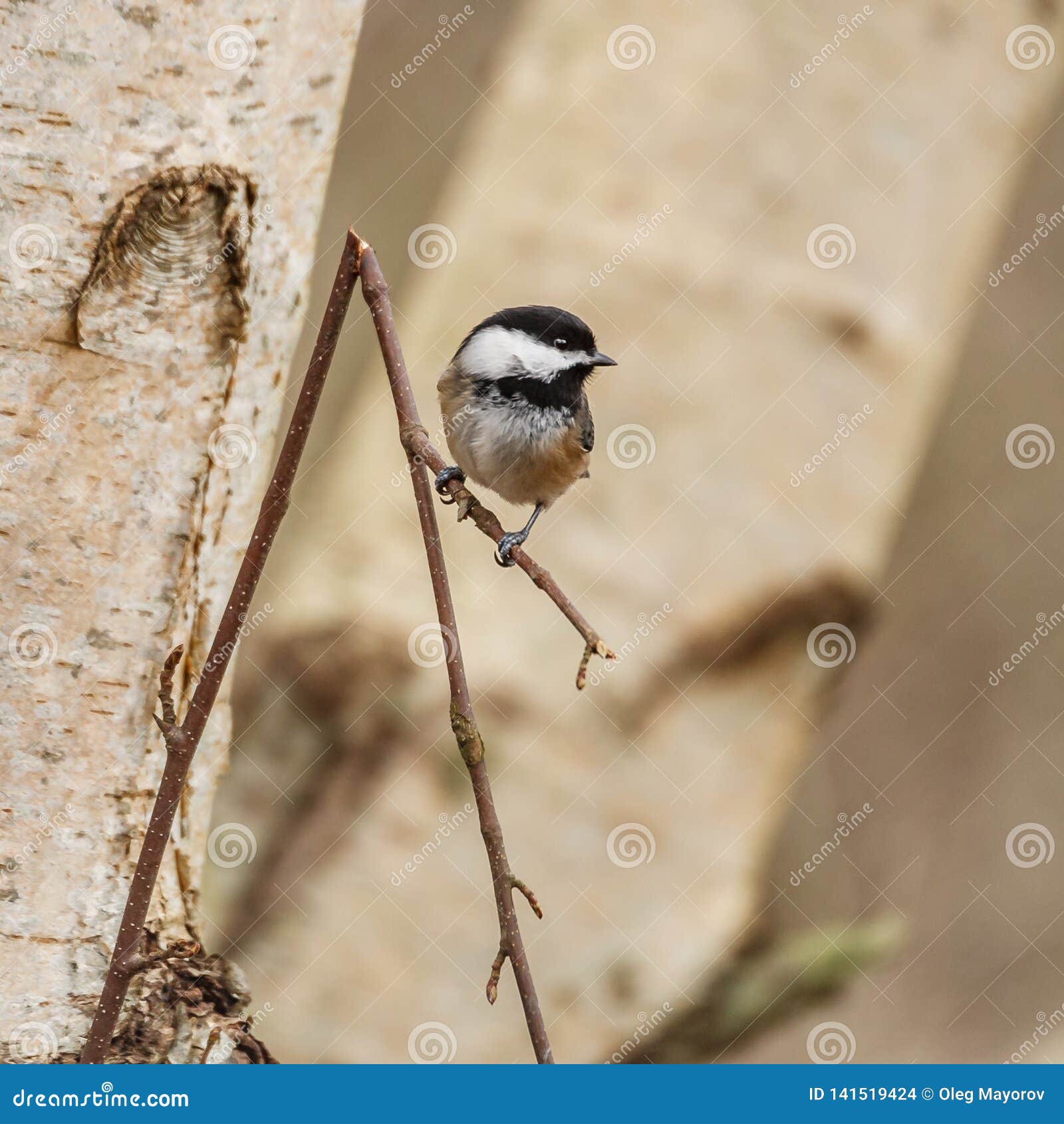 Petit Oiseau Sauvage Sur Une Branche Darbre Photo Stock