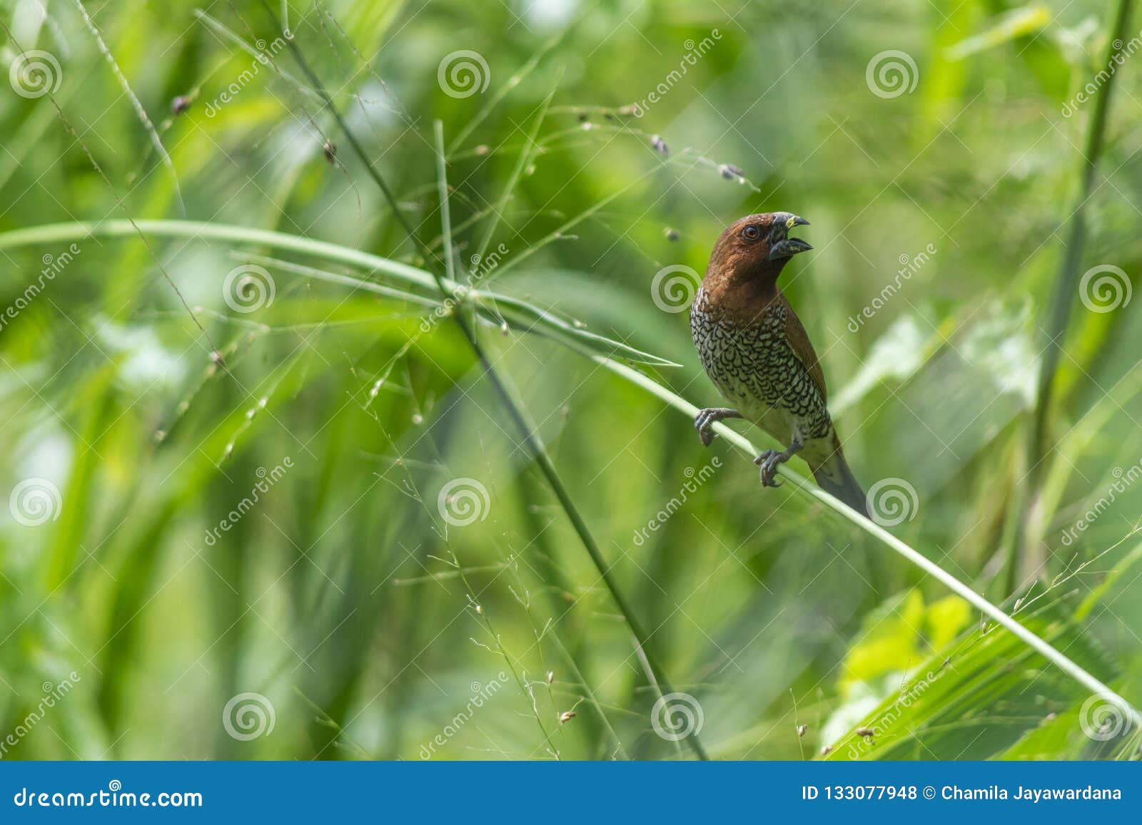 Petit Oiseau Sur Une Herbe Verte Photo Stock Image Du Fond