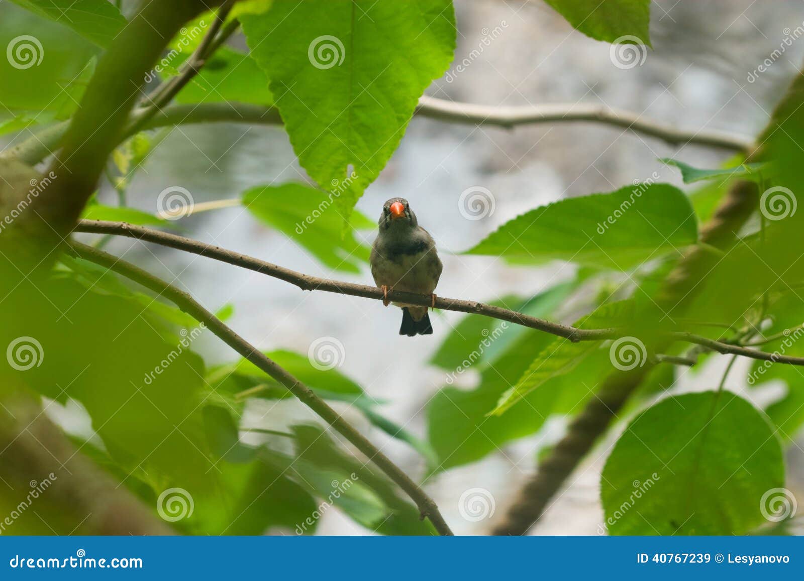 Un Petit Oiseau Un Long Métrage Est Denviron 10 15 Cm De Long Bec Recourbé Lintérieur Est Tube Creux Et Une Longue Langue En Elle Ngmtgai Utilisé