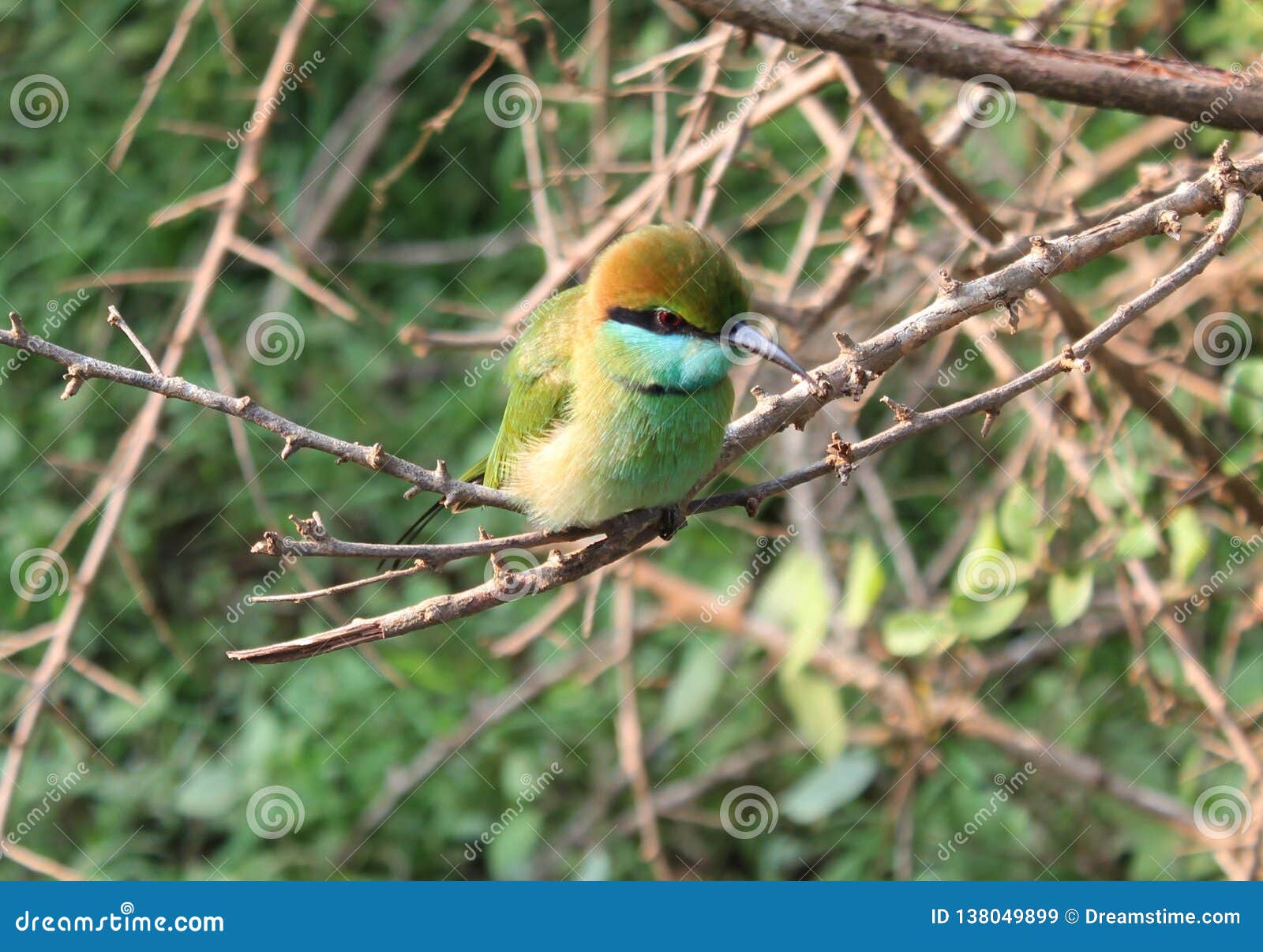 Petit Oiseau Vert Image Stock Image Du Humeur Mort 138049899