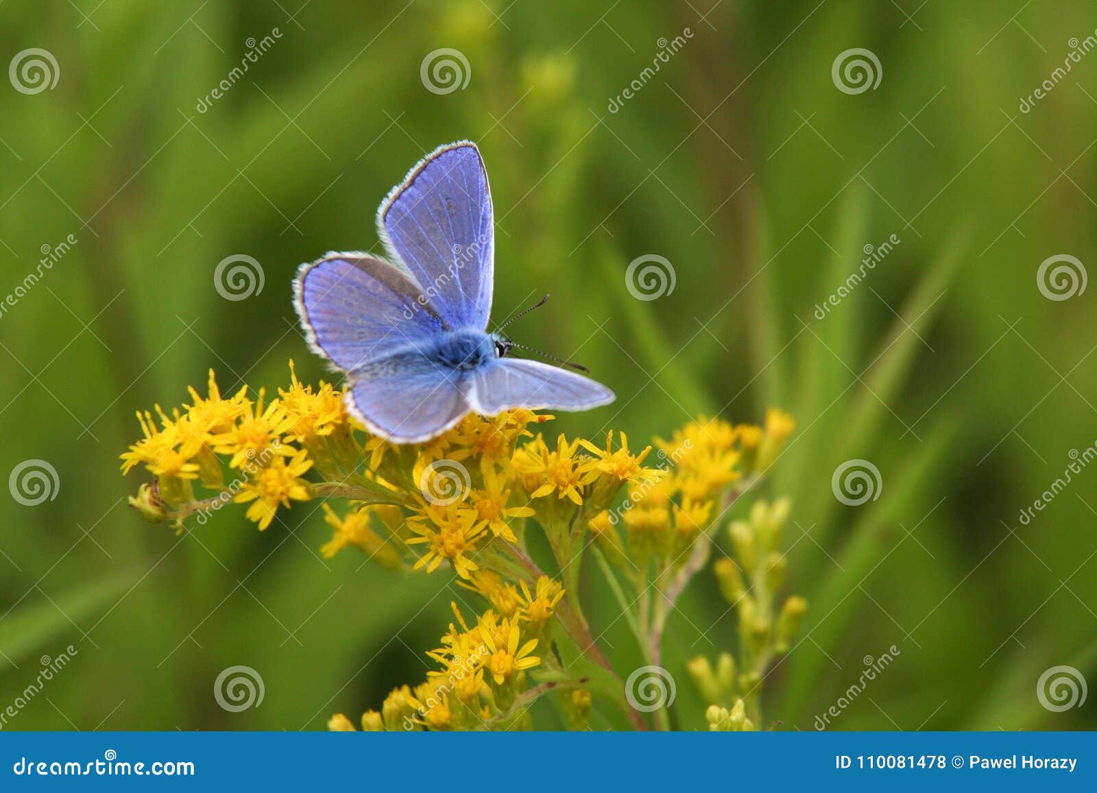 Petit papillon bleu photo stock. Image du bleu, commun 110081478