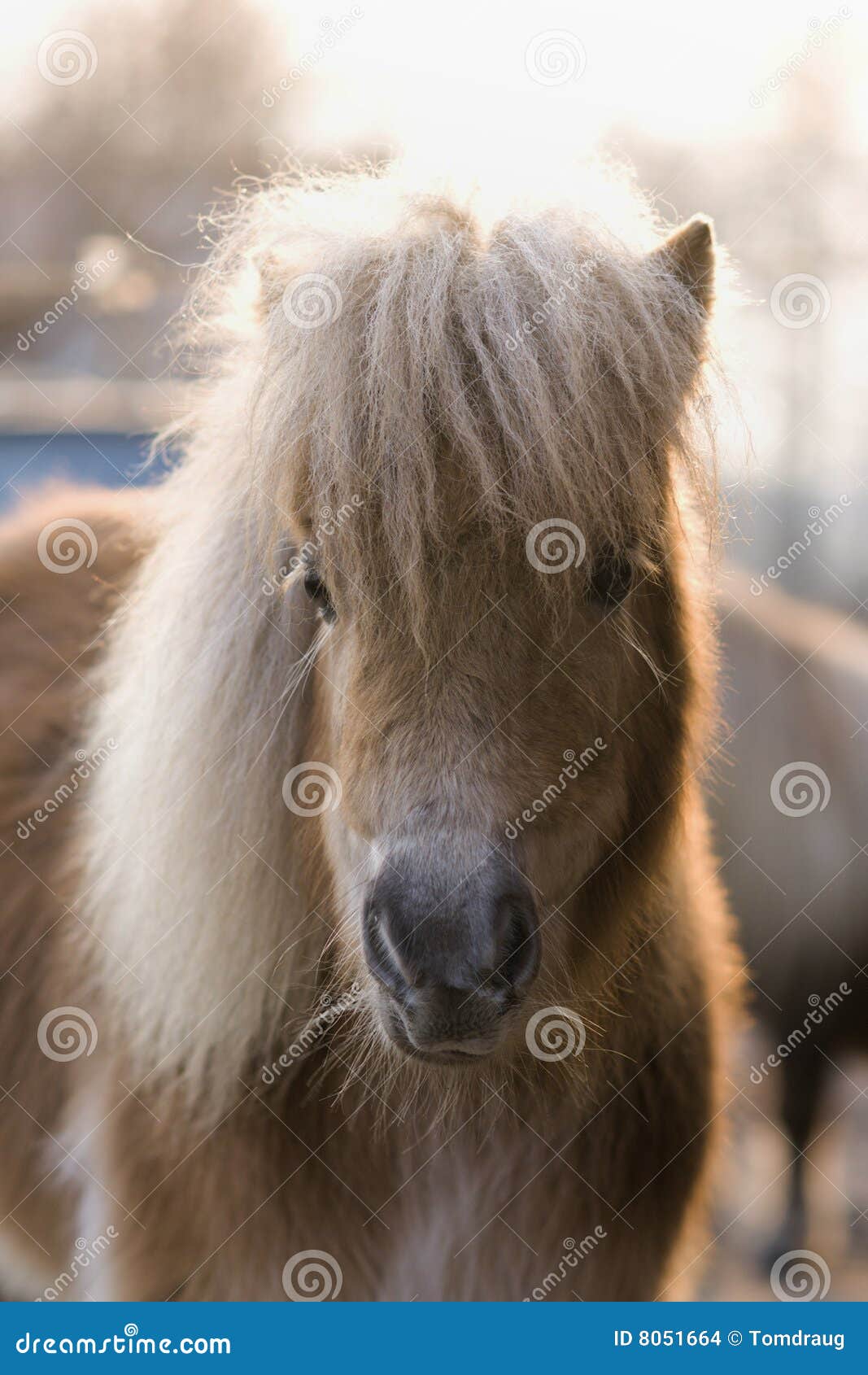 Petit poney photo stock. Image du ferme, calme, cheval - 8051664