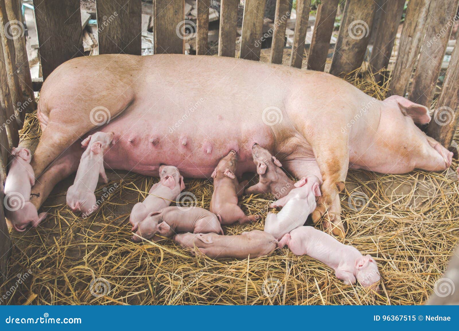 Petit Porcelet Allaitant Leur Mère Dans La Ferme Image Stock