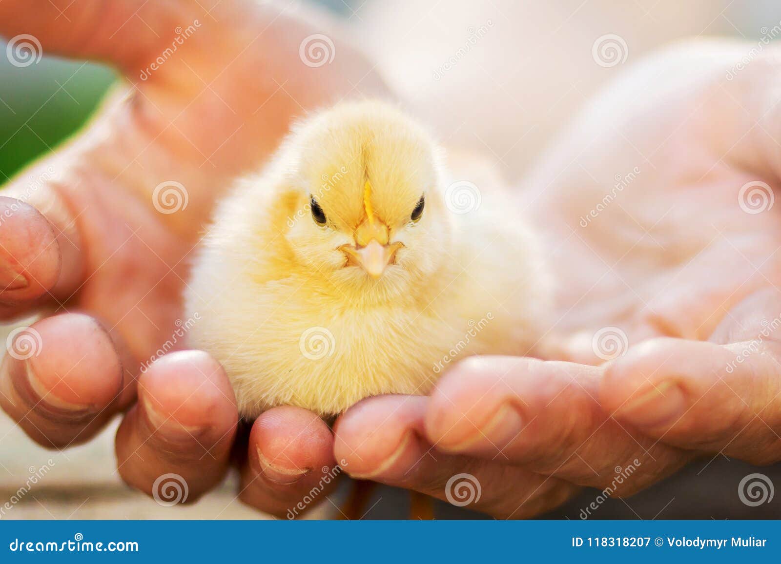 Petit Poussin Jaune Dans Des Mains De Femme Protection De Peu D Ones Image Stock Image Du Affermage Pelucheux Petit Poussin Jaune Dans Des Mains De Femme Protection De Peu D Ones Image Stock Image Du Affermage Pelucheux
