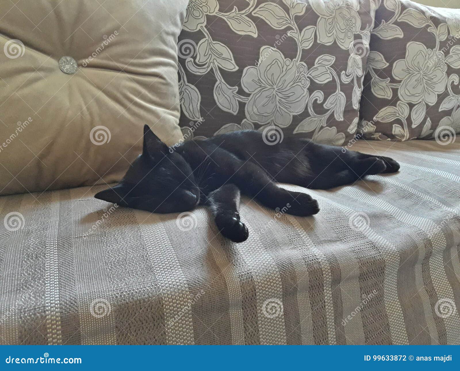 puma sortie derive de chat