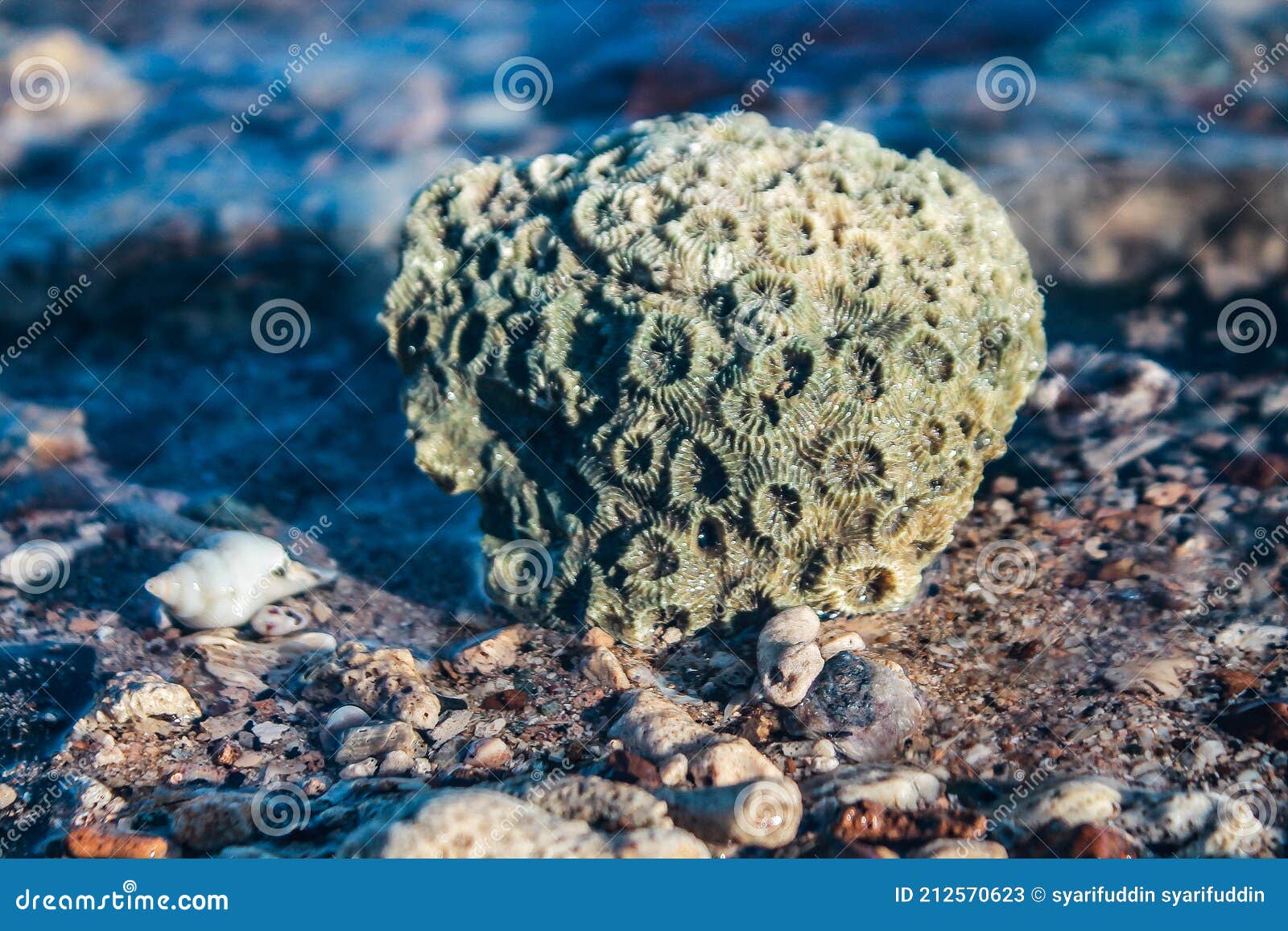 Petit Rocher Au Bord De La Plage Image stock Image du lame, nature