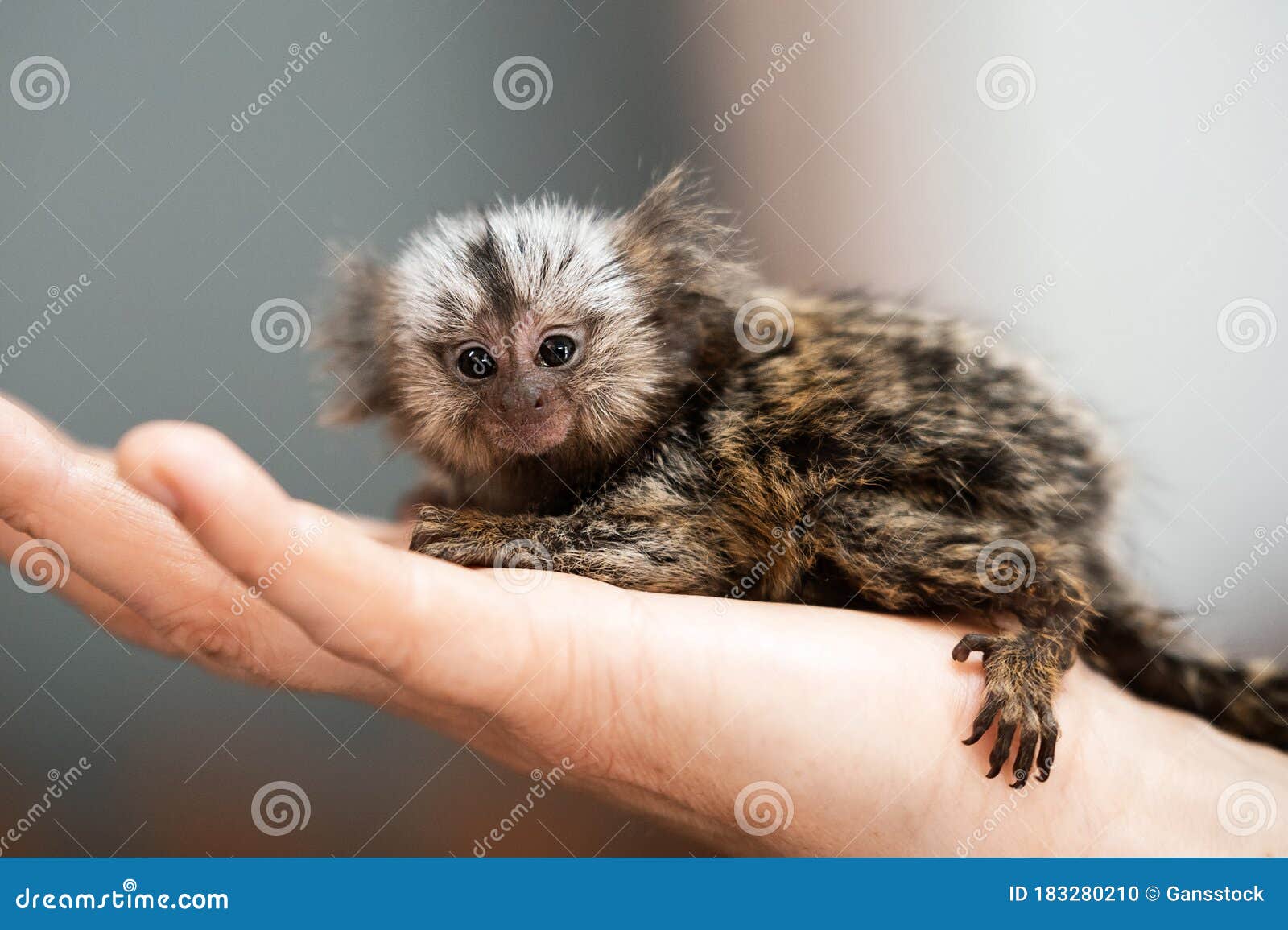 Petit Singe Nouveau Ne Drole D Ouistiti Reposant Sur Une Main D Homme Photo Stock Image Du Singe Saisir Petit Singe Nouveau Ne Drole D Ouistiti Reposant Sur Une Main D Homme Photo Stock Image Du Singe Saisir