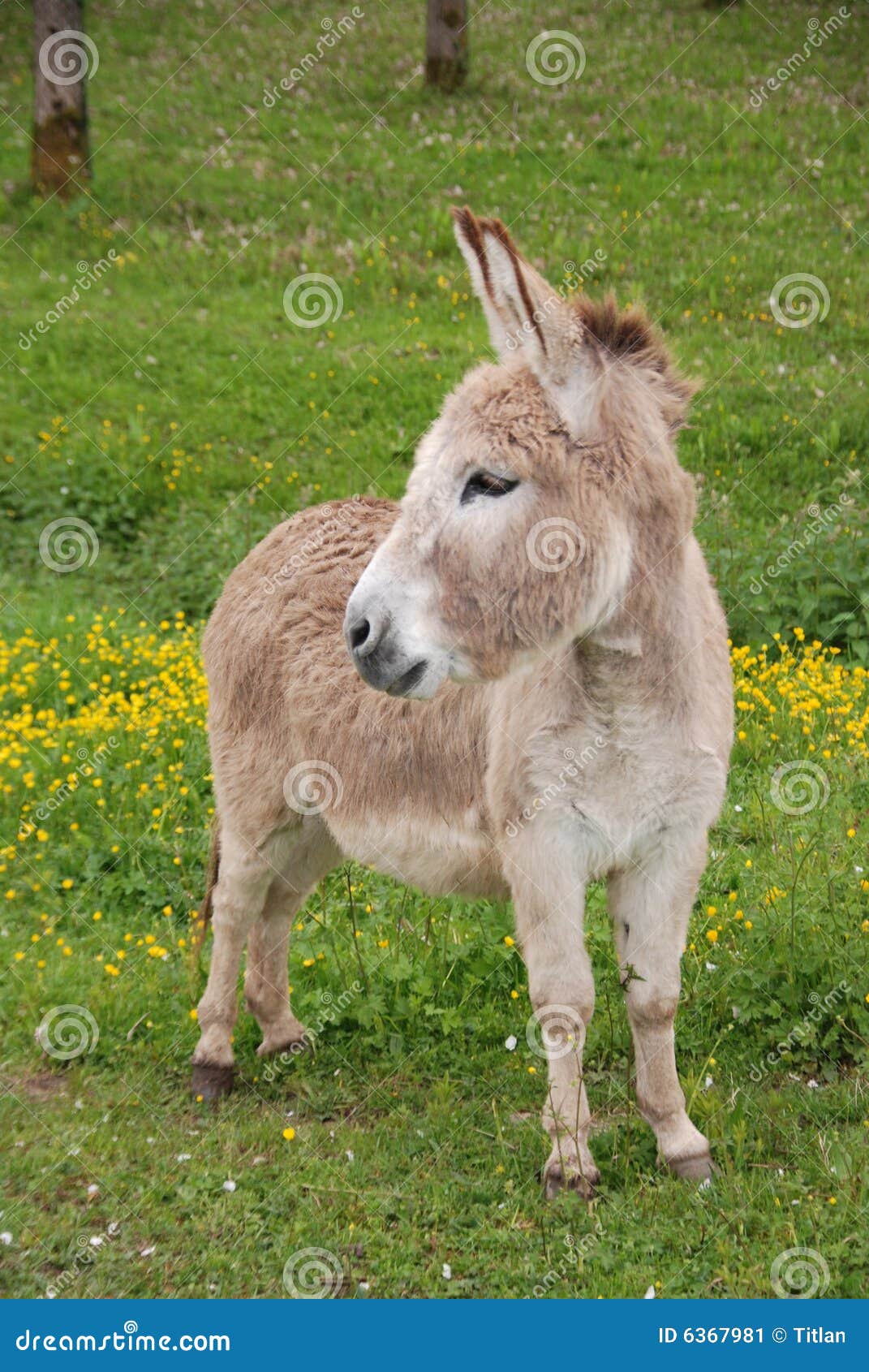 Petit âne Image stock - Image: 6367981