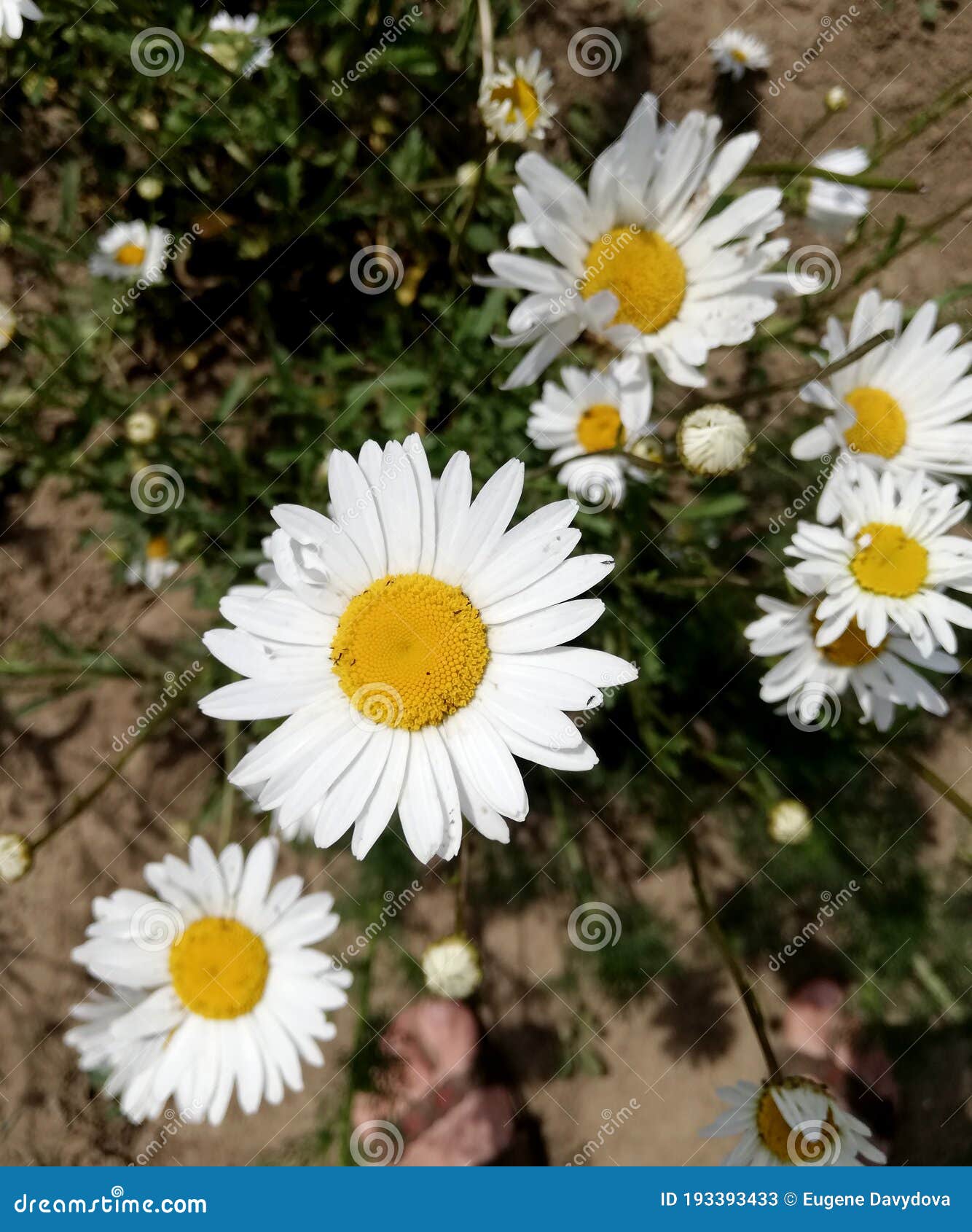 Petite Fleur Blanche De Jardin Avec Les Feuilles Minces De Noyau Jaune De  Fleurs Dans Le Parterre. Camomille Image stock - Image du couleur, jardin:  193393433