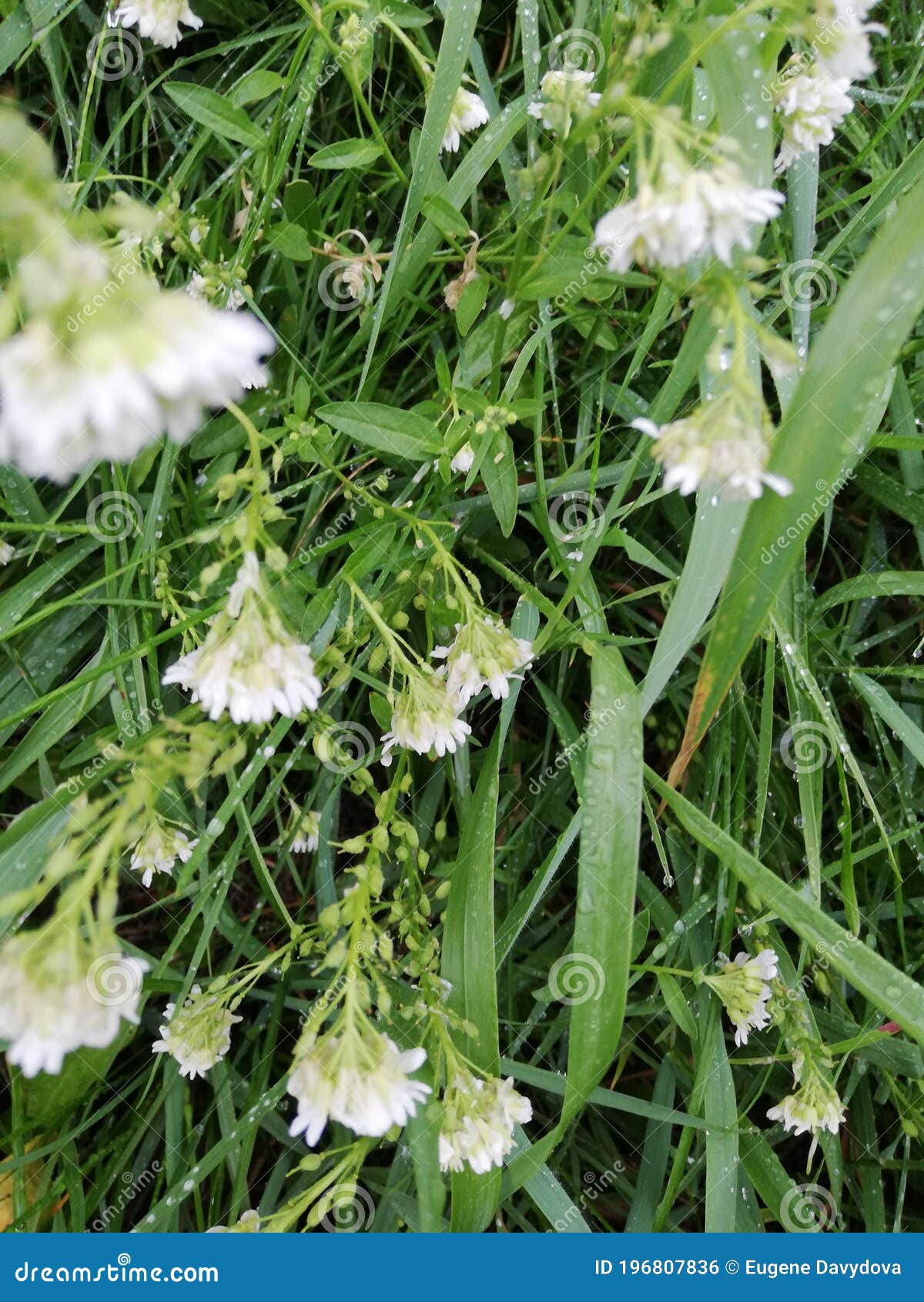 Petite Fleur Blanche De Jardin Avec De Petites Feuilles. Photo stock -  Image du vert, petit: 196807836