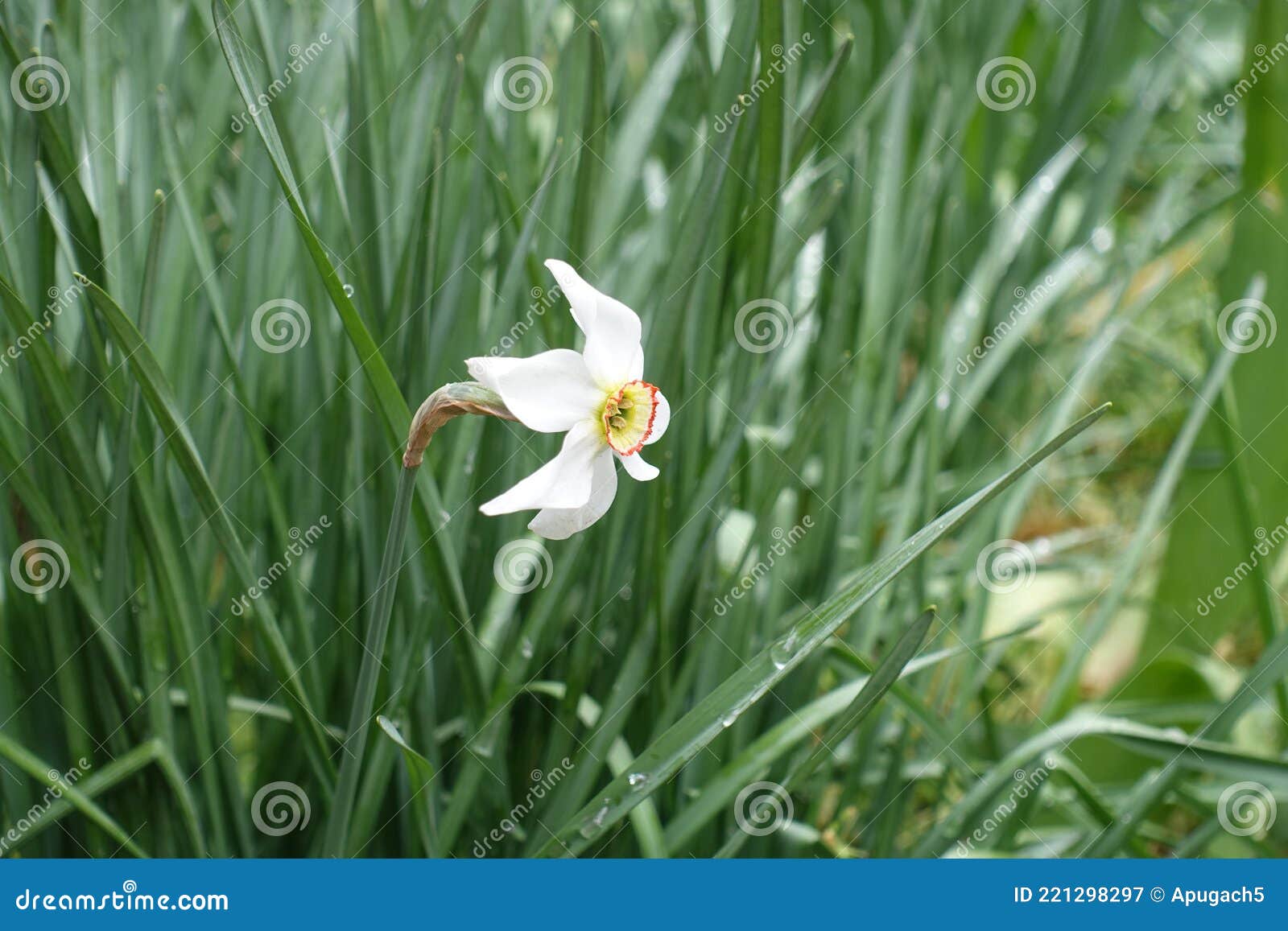 Petite Fleur Blanche De Narcisse Image stock - Image du nature, jardin:  221298297